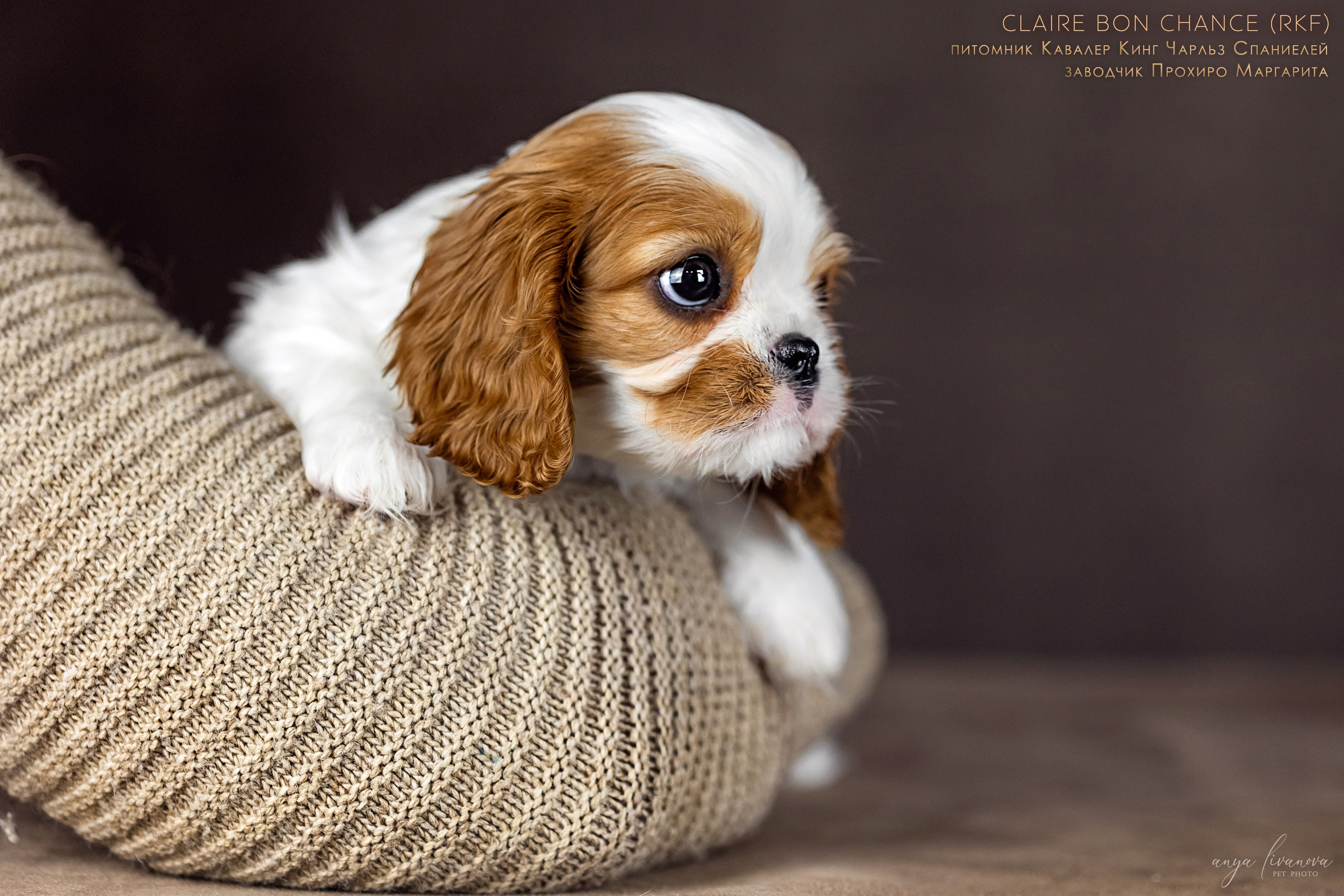 Кавалерчики. Фотограф анималист Аня Ливанова | Рыбинск