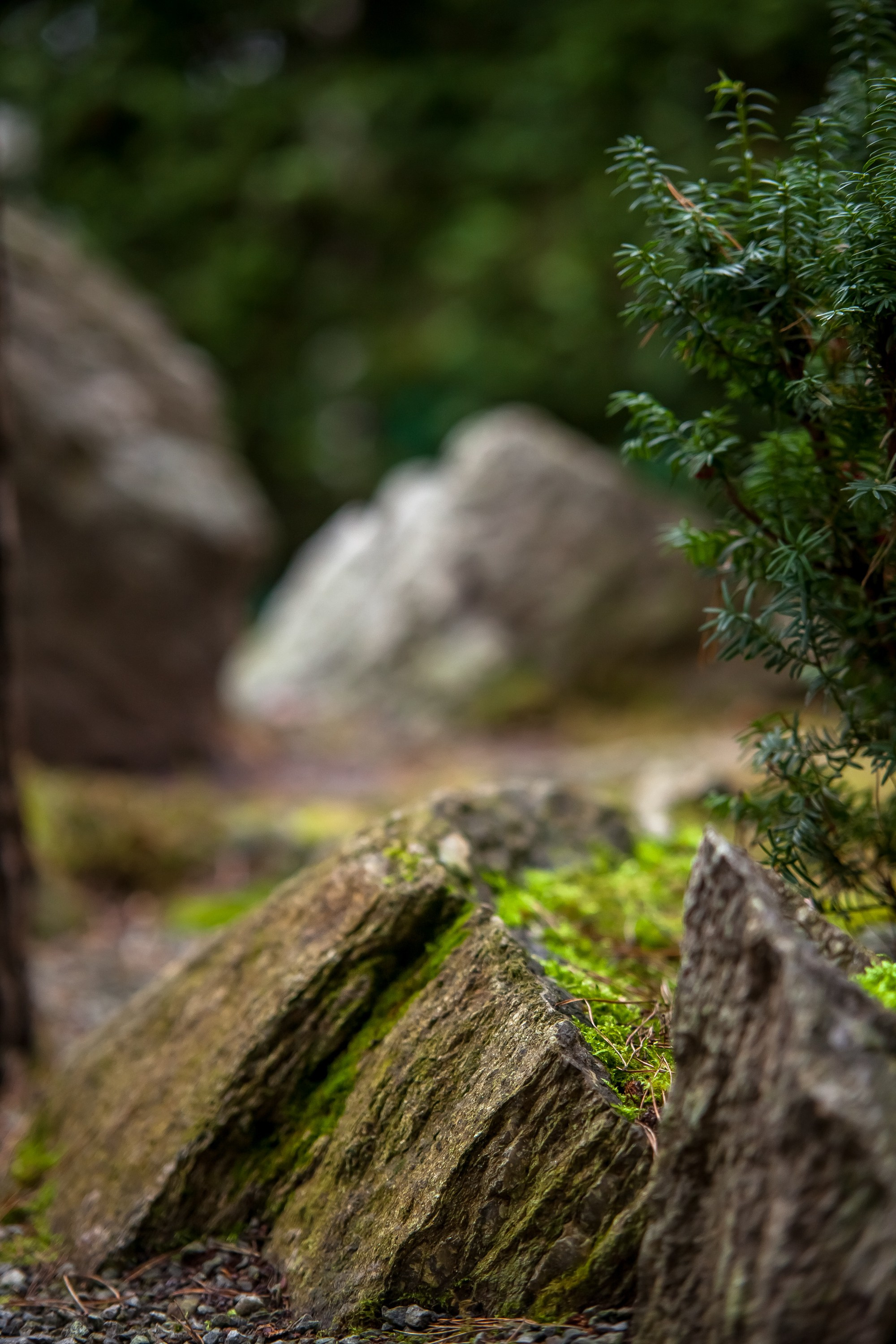 ОСТОРОЖНО МОХ. Туманов Виталий — фотограф Москва