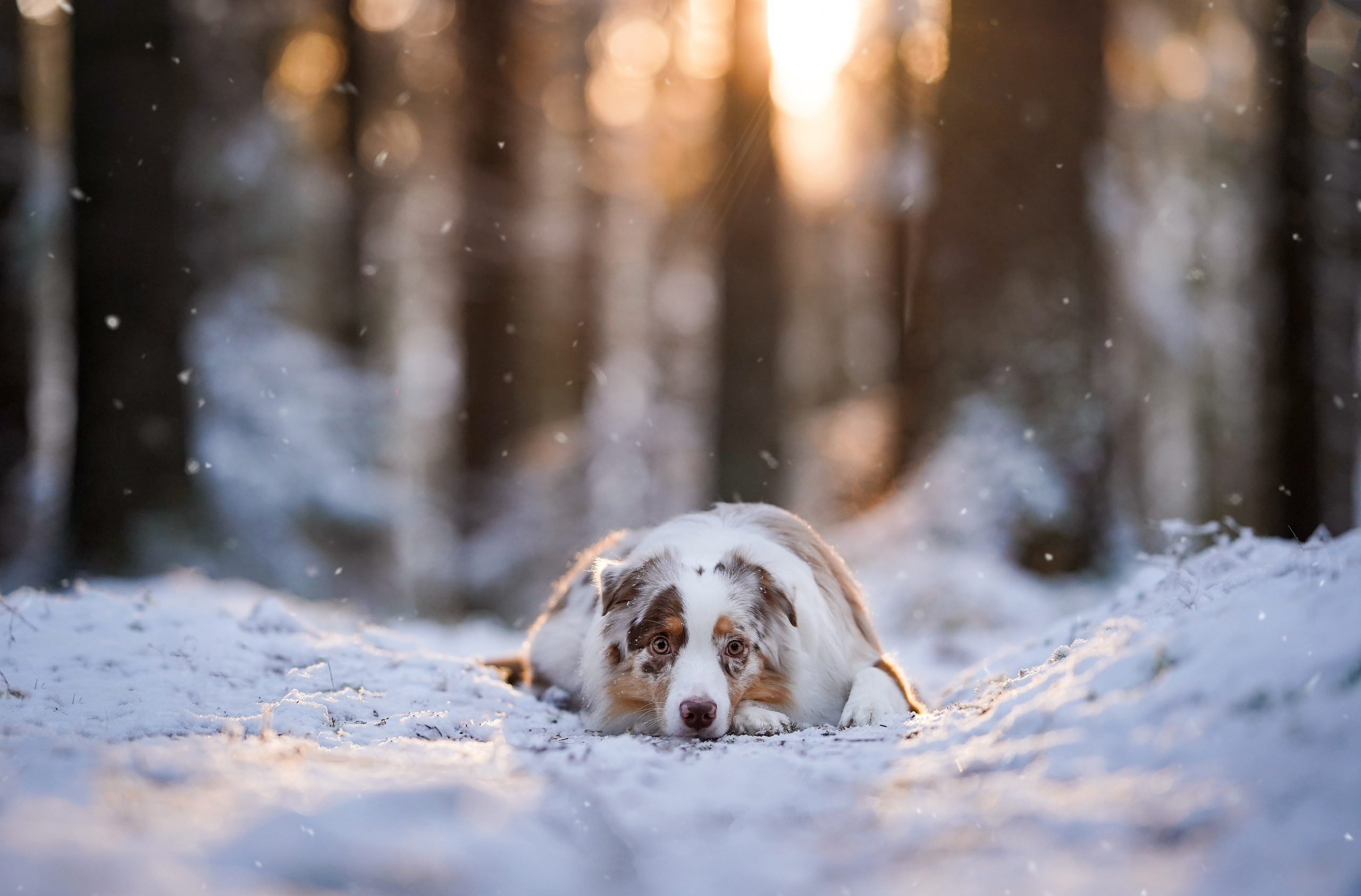 Панда зимний лес. Фотограф-анималист в Санкт-Петербурге Яна Мартынова