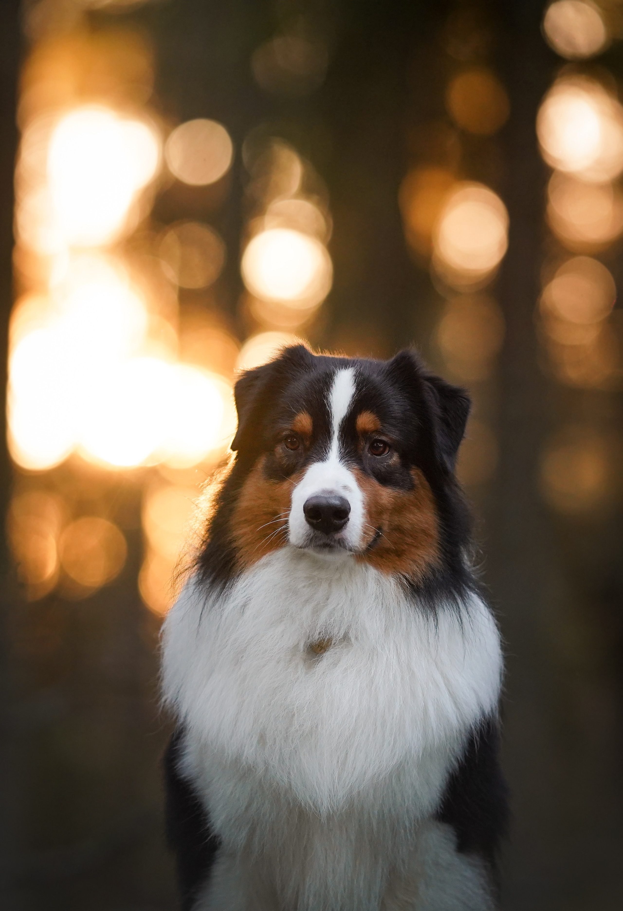 Бэст Айла и Панда. Фотограф-анималист в Санкт-Петербурге Яна Мартынова