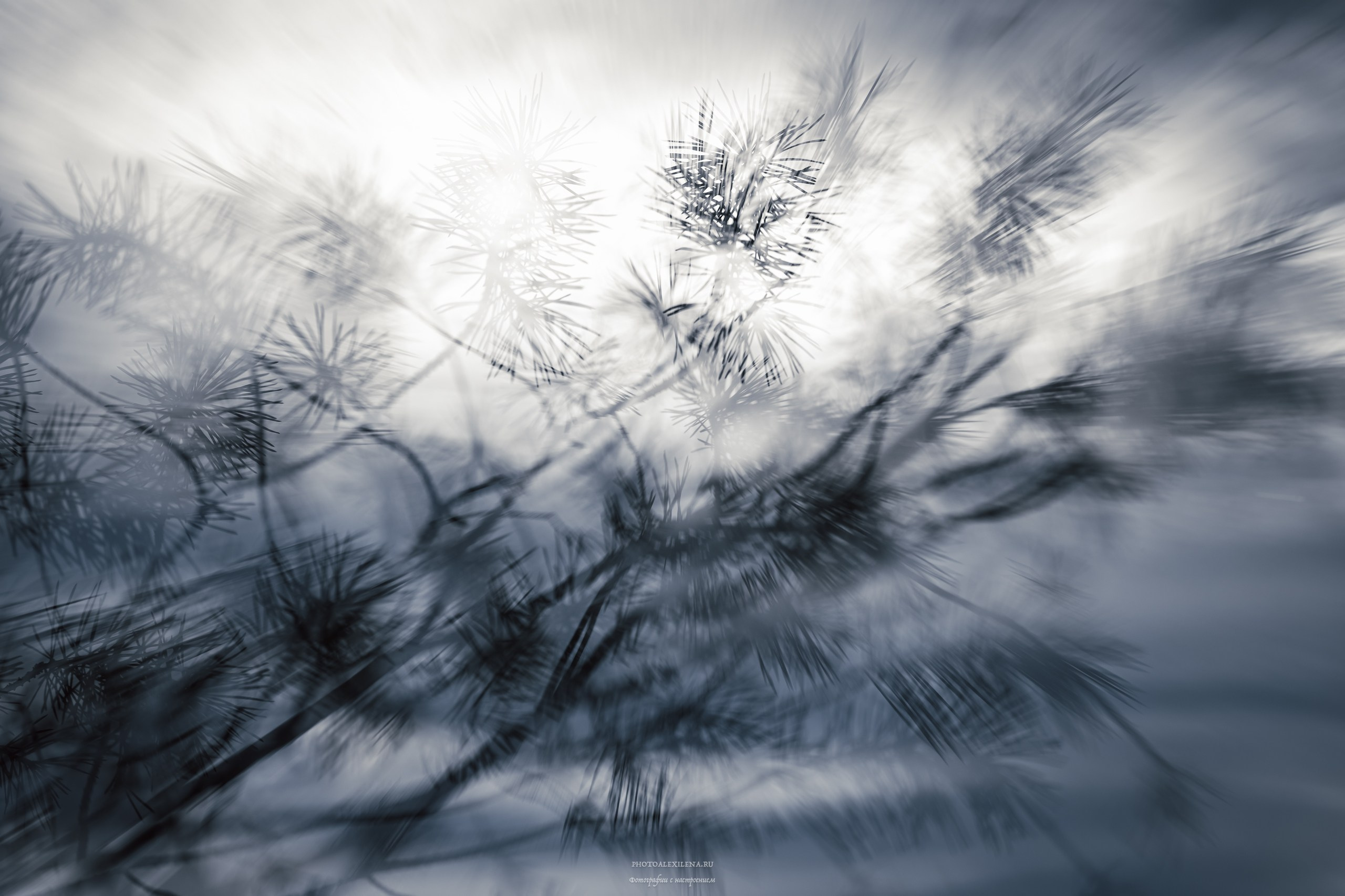 Осязаемая красота. Авторские стильные фотокартины