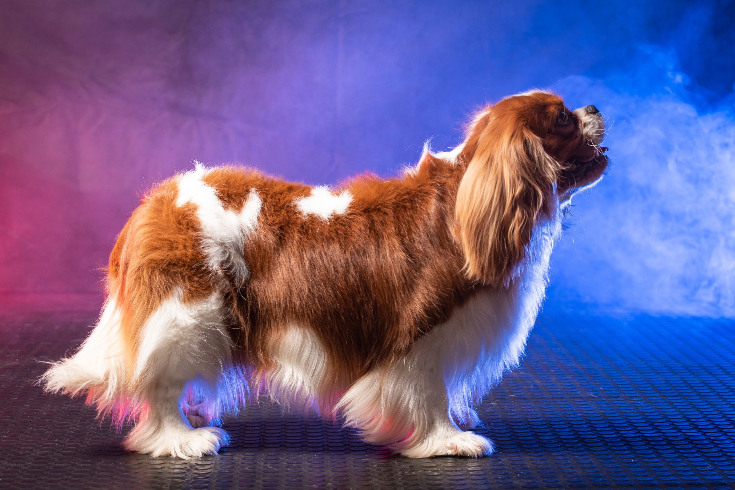 Съёмка собак. Фотограф Макс Огурцов в Нижнем Новгороде