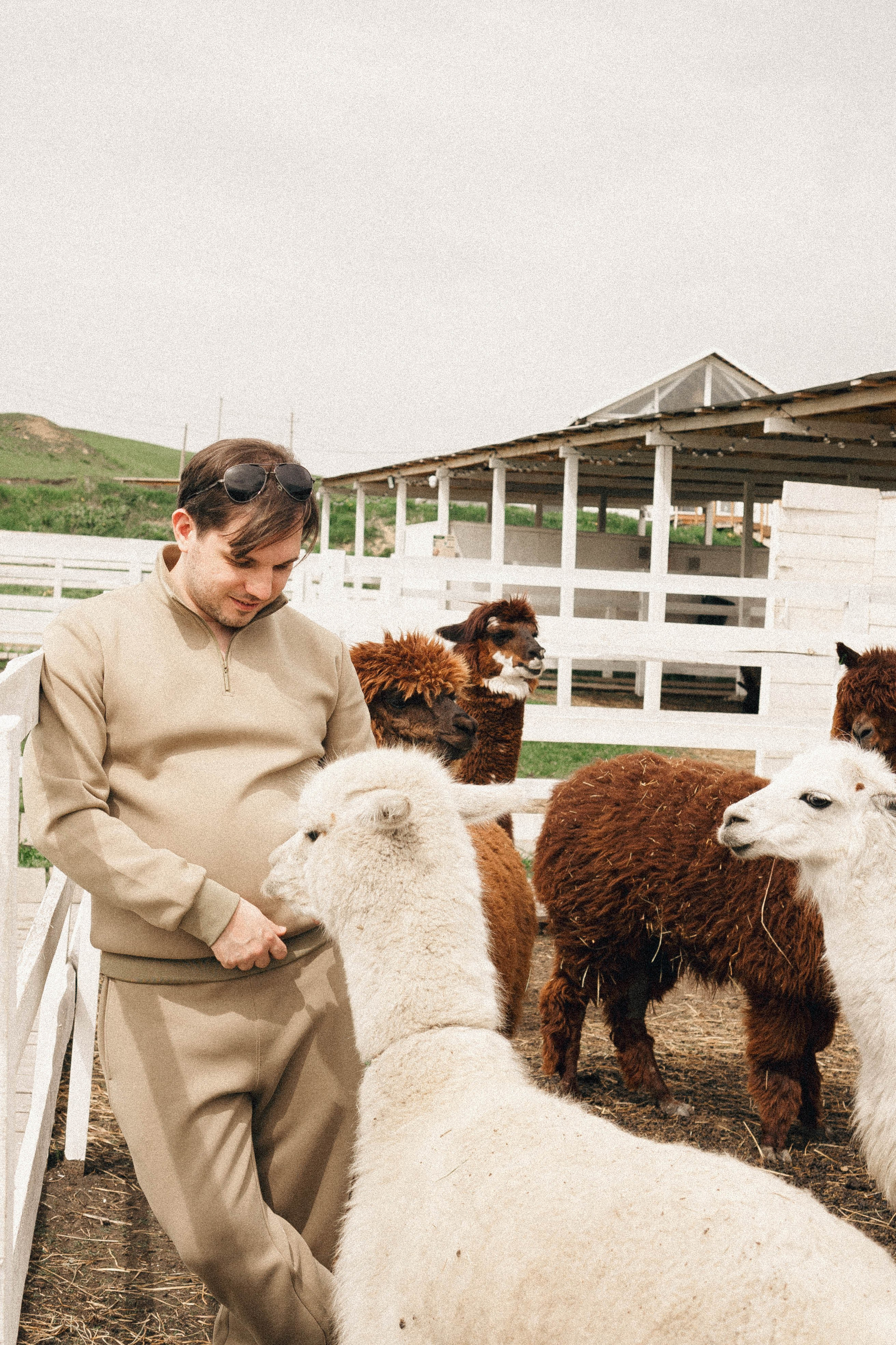 Ферма Альпак. Профессиональный фотограф, Санкт-Петербург — Виктория Богомолова
