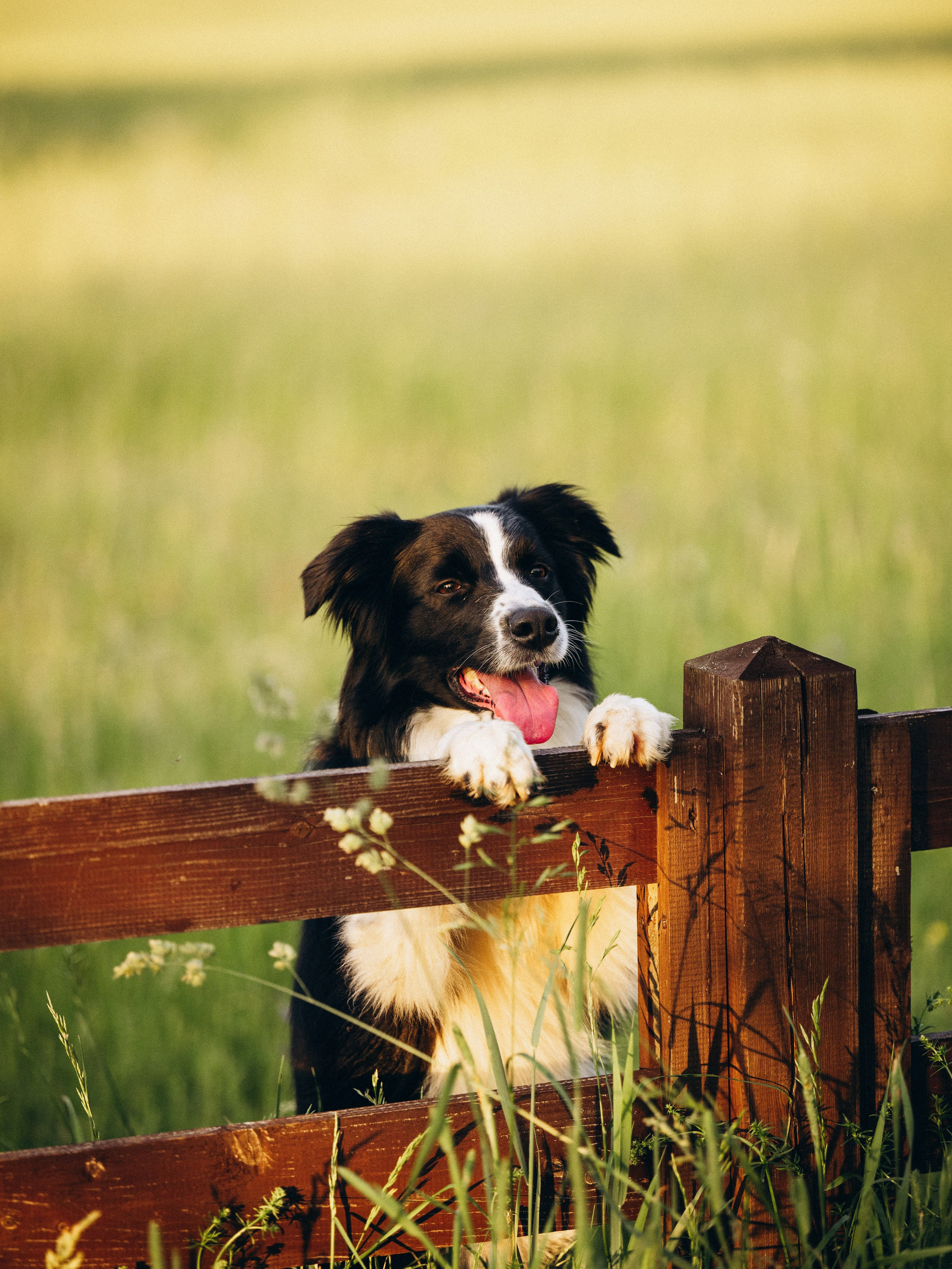 Регина и Эстер. Семейный фотограф анималист Ананьева Мария — Москва