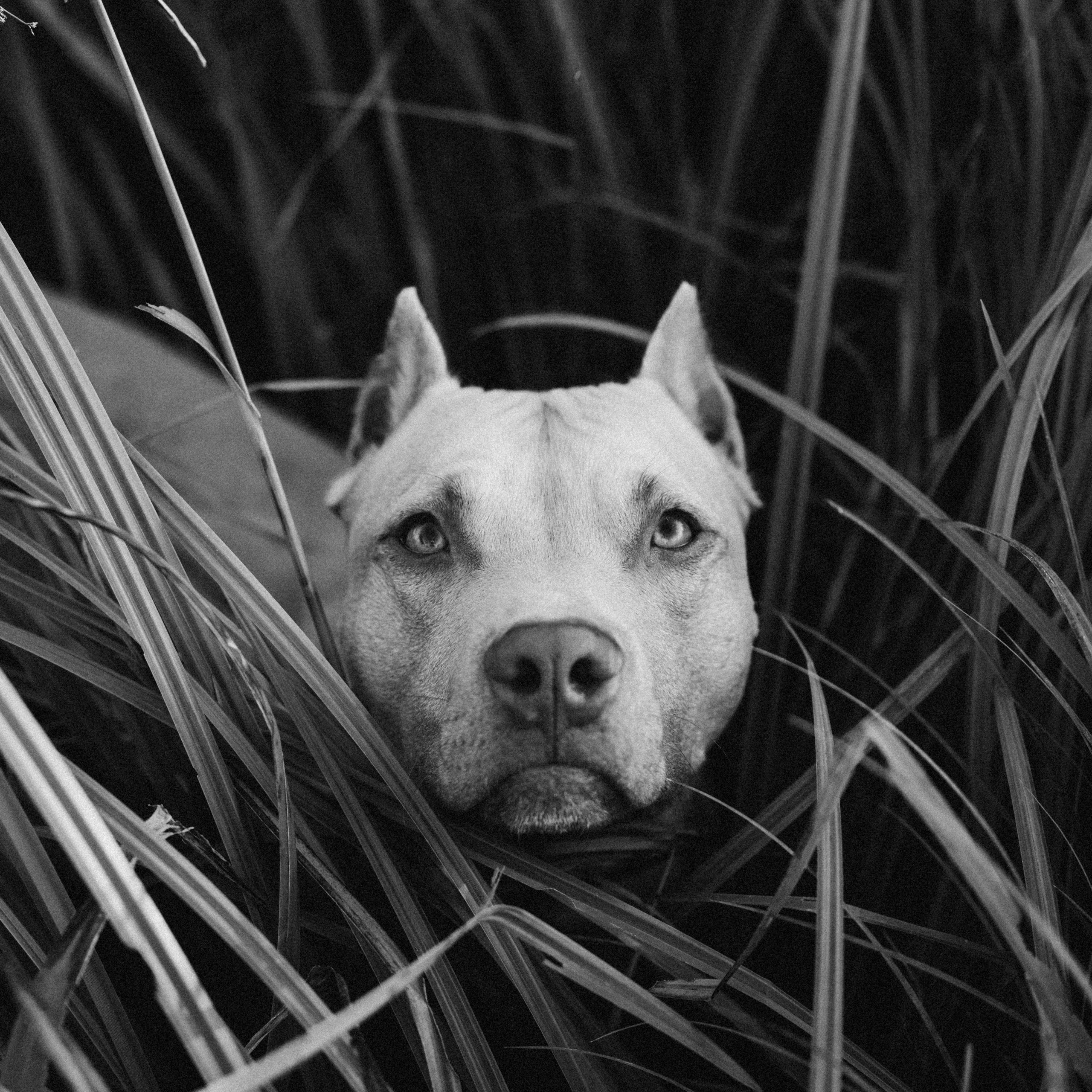Аня и Печенька. Семейный фотограф анималист Ананьева Мария — Москва