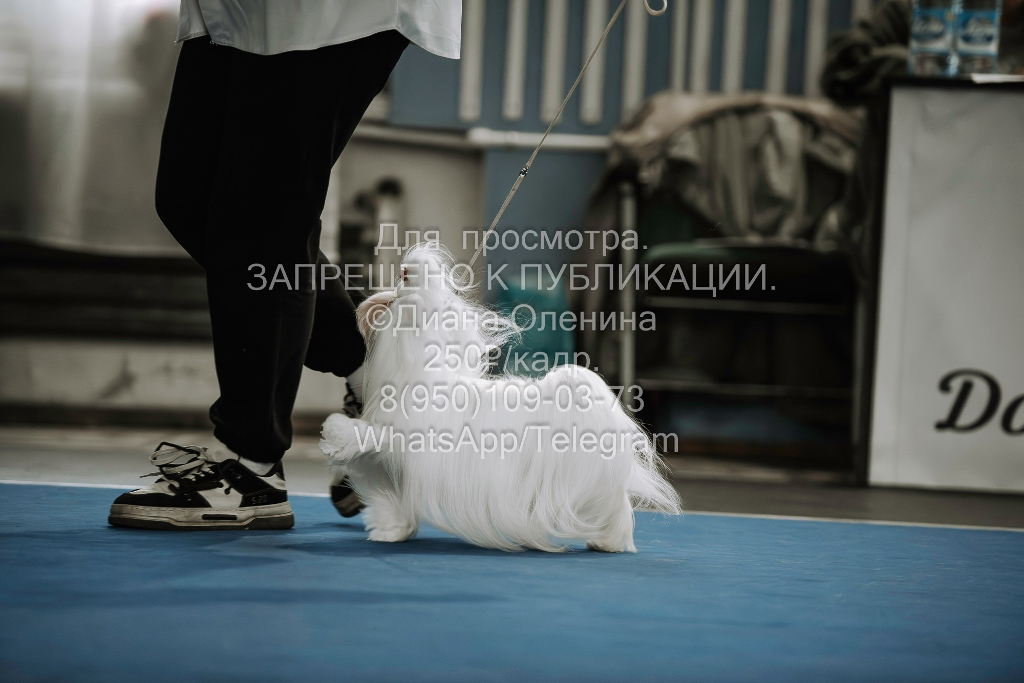 Выставка собак Красноярск 29.10.2023. Фотограф Диана Оленина Красноярск / Братск