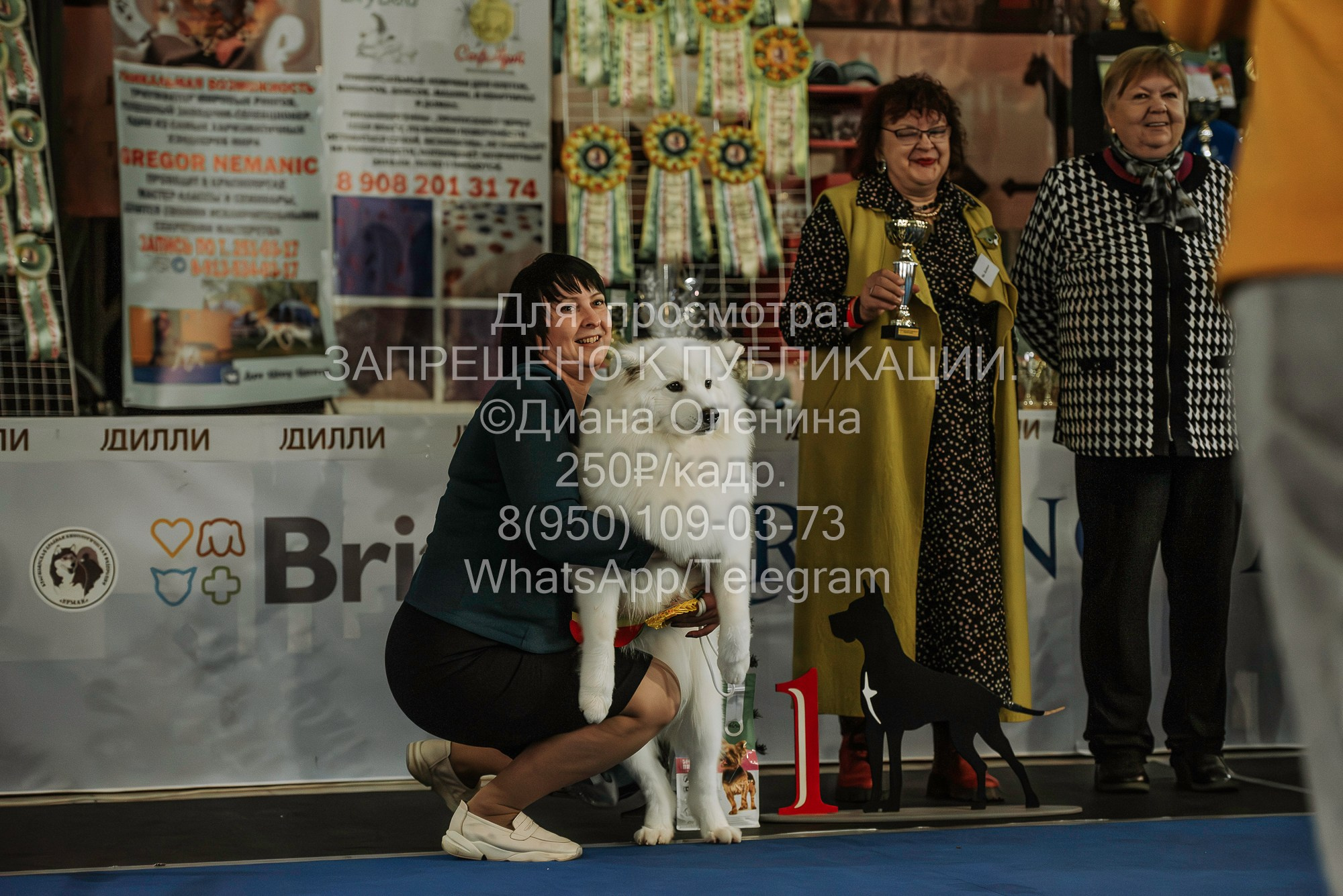 Выставка собак Красноярск 29.10.2023. Фотограф Диана Оленина Красноярск / Братск