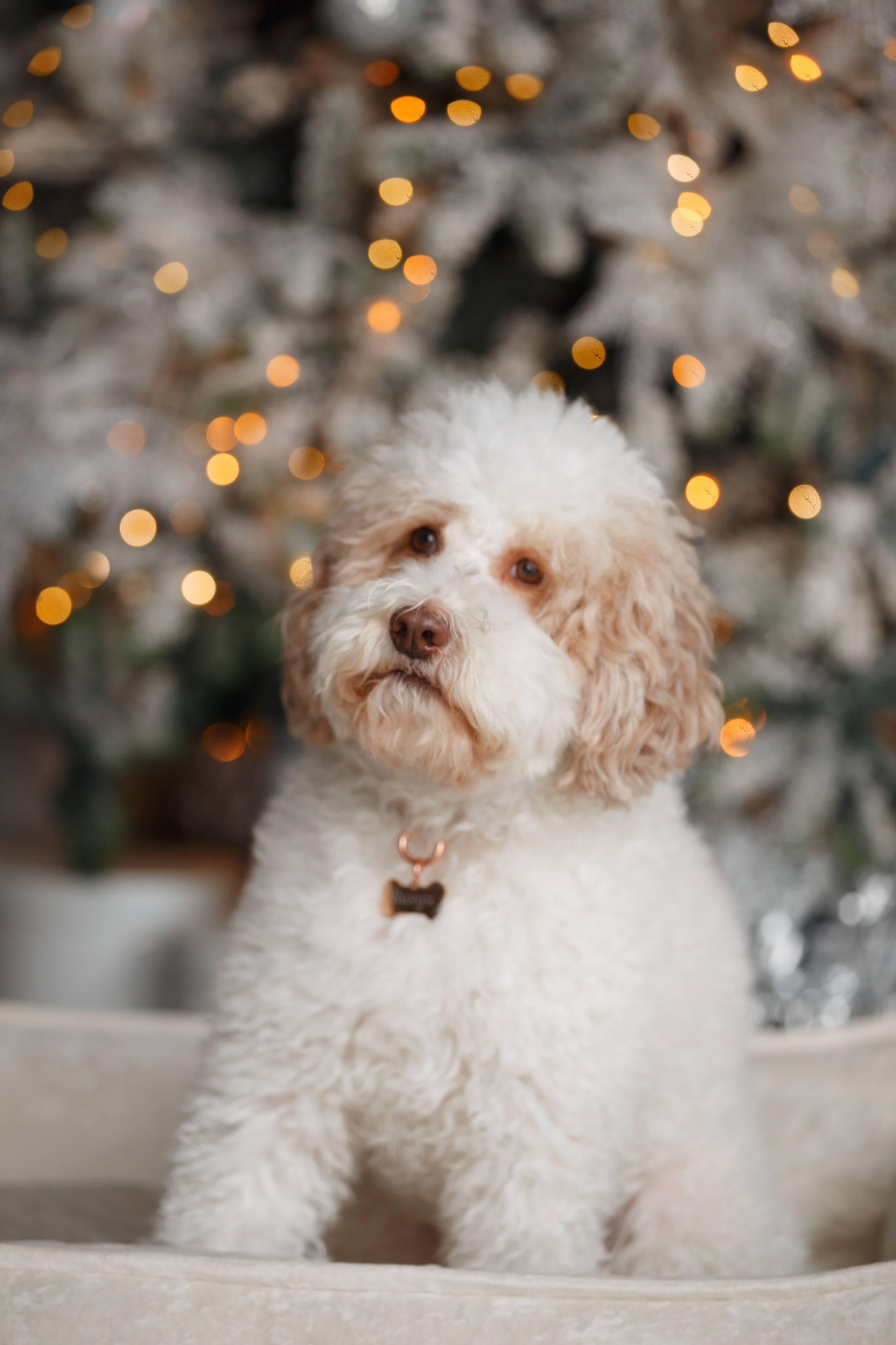 Bmbh лежанки и адресники. Фотограф анималист Кристина Карпова, Москва