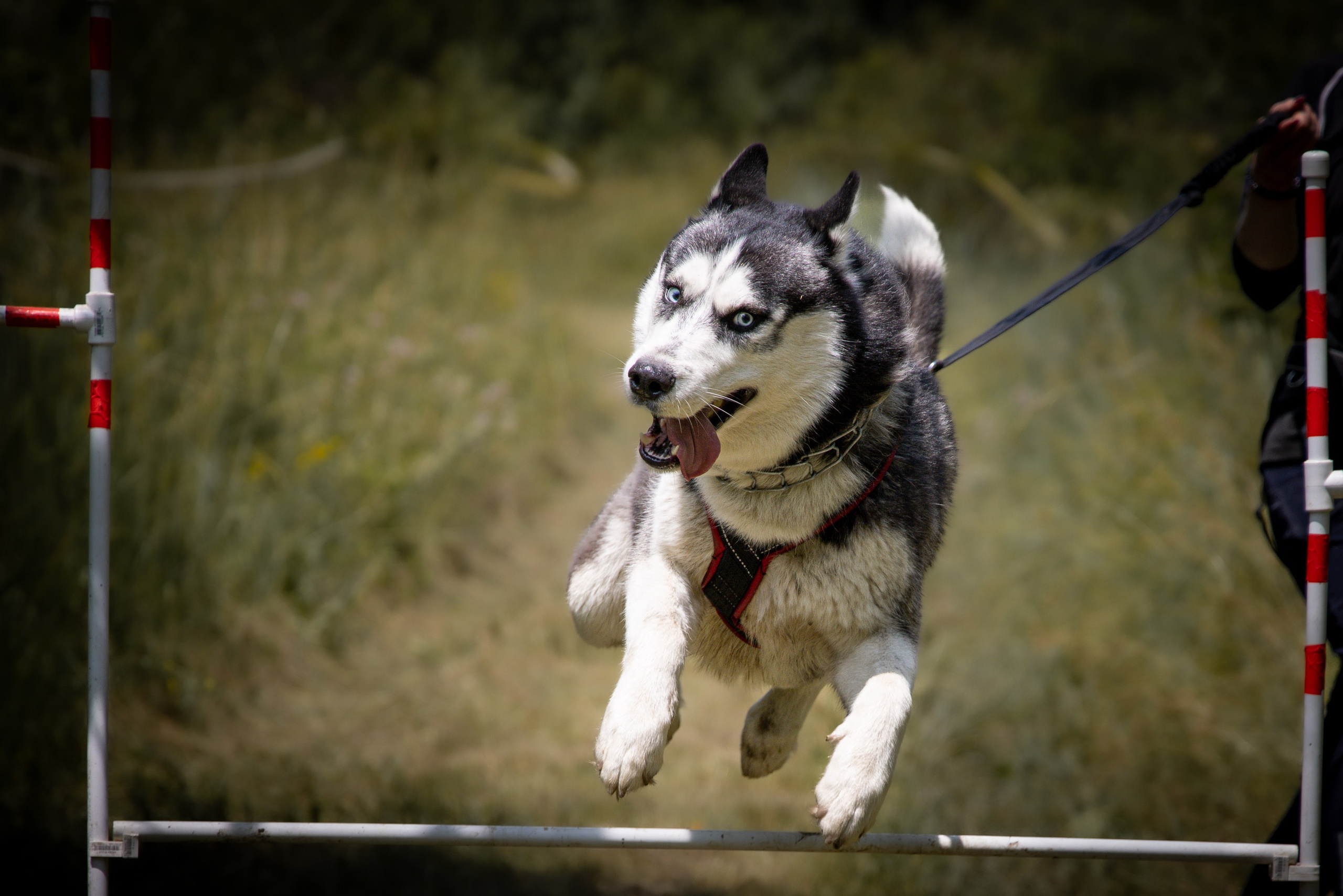 Собаки. Антонина Савельева Фотограф Ставрополь