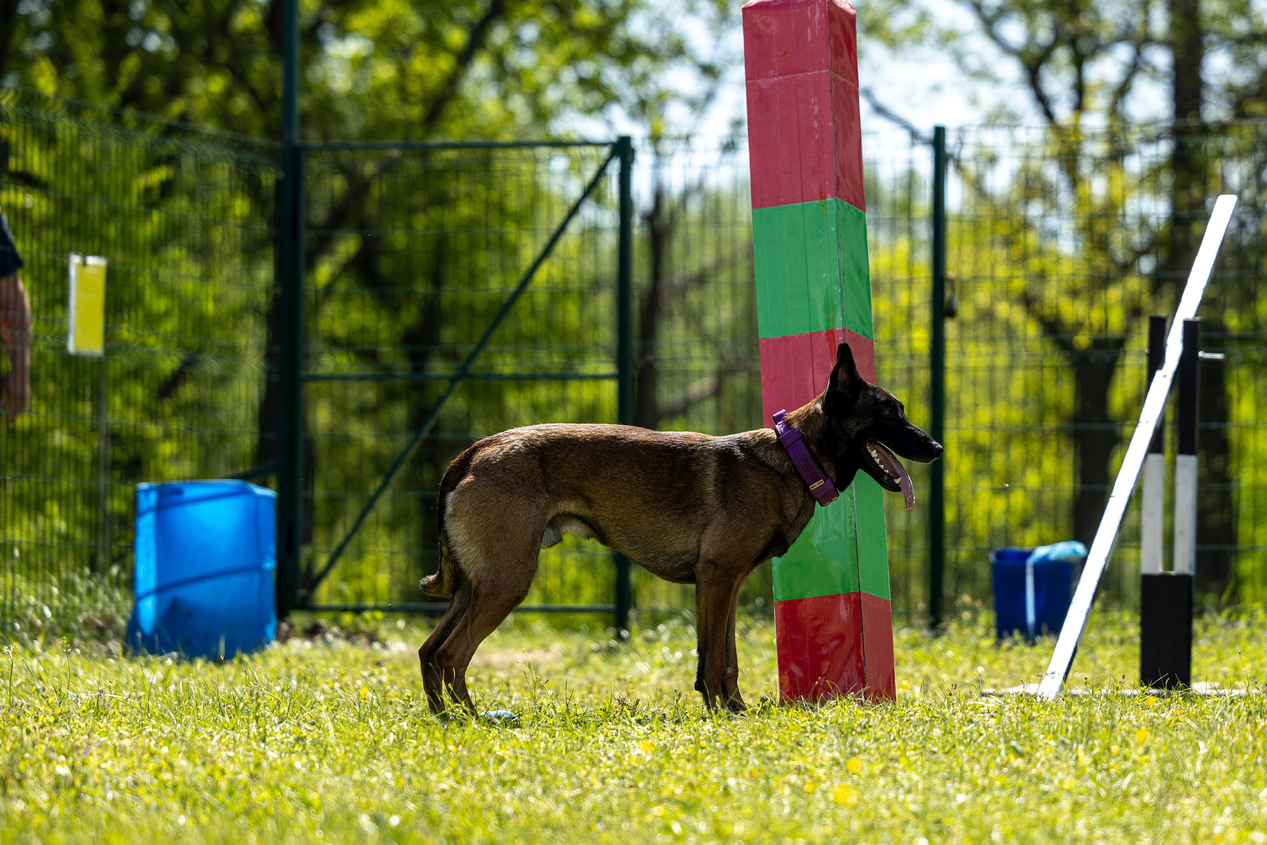 Испытания по мондьорингу в Нижнем Новгороде. Фотограф-анималист Анна Маринич