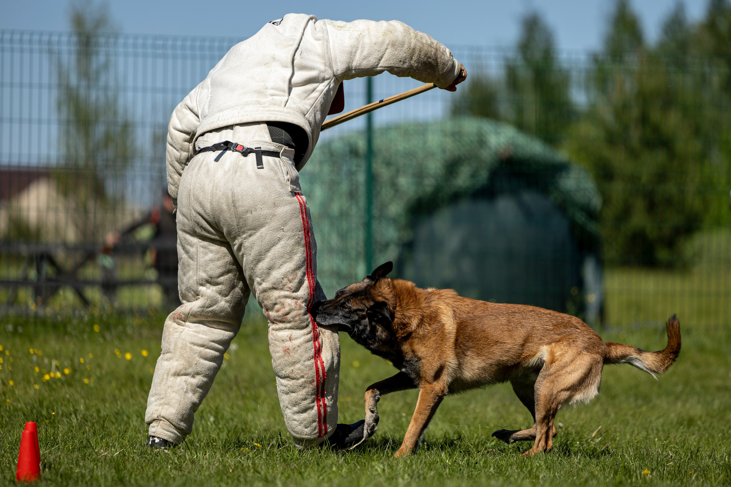 Испытания по мондьорингу в Нижнем Новгороде. Фотограф-анималист Анна Маринич