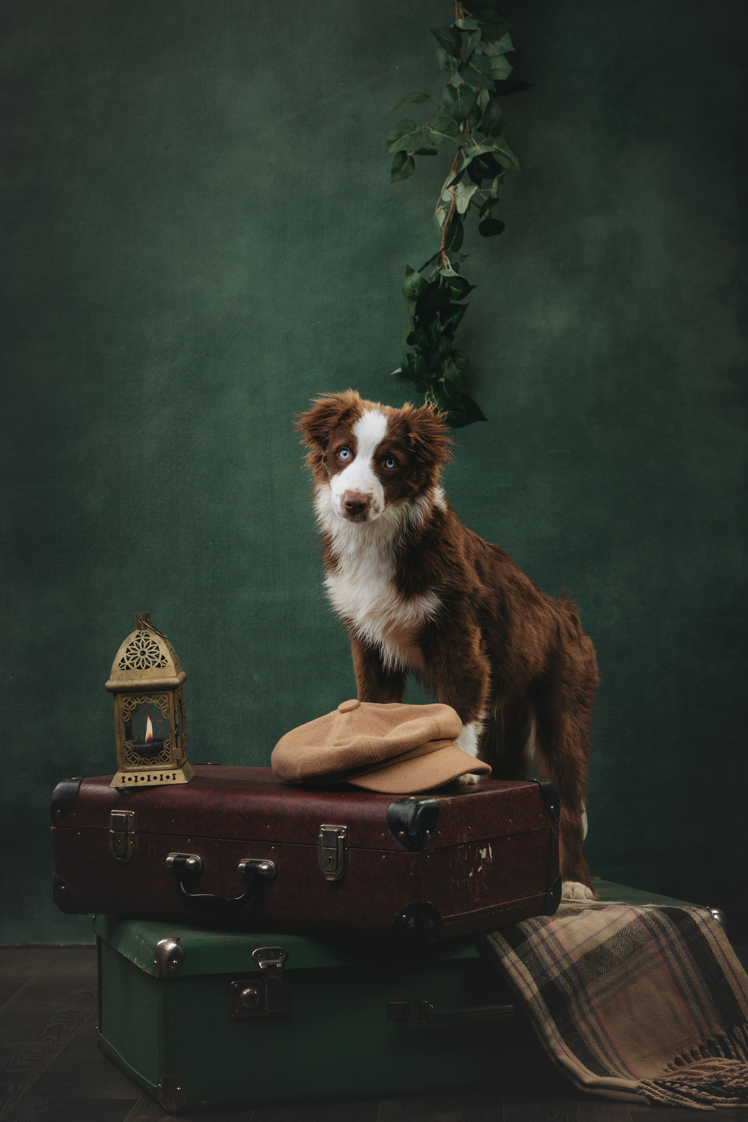 Миниаусси Дайс. Фотограф анималист Осипчикова Мария