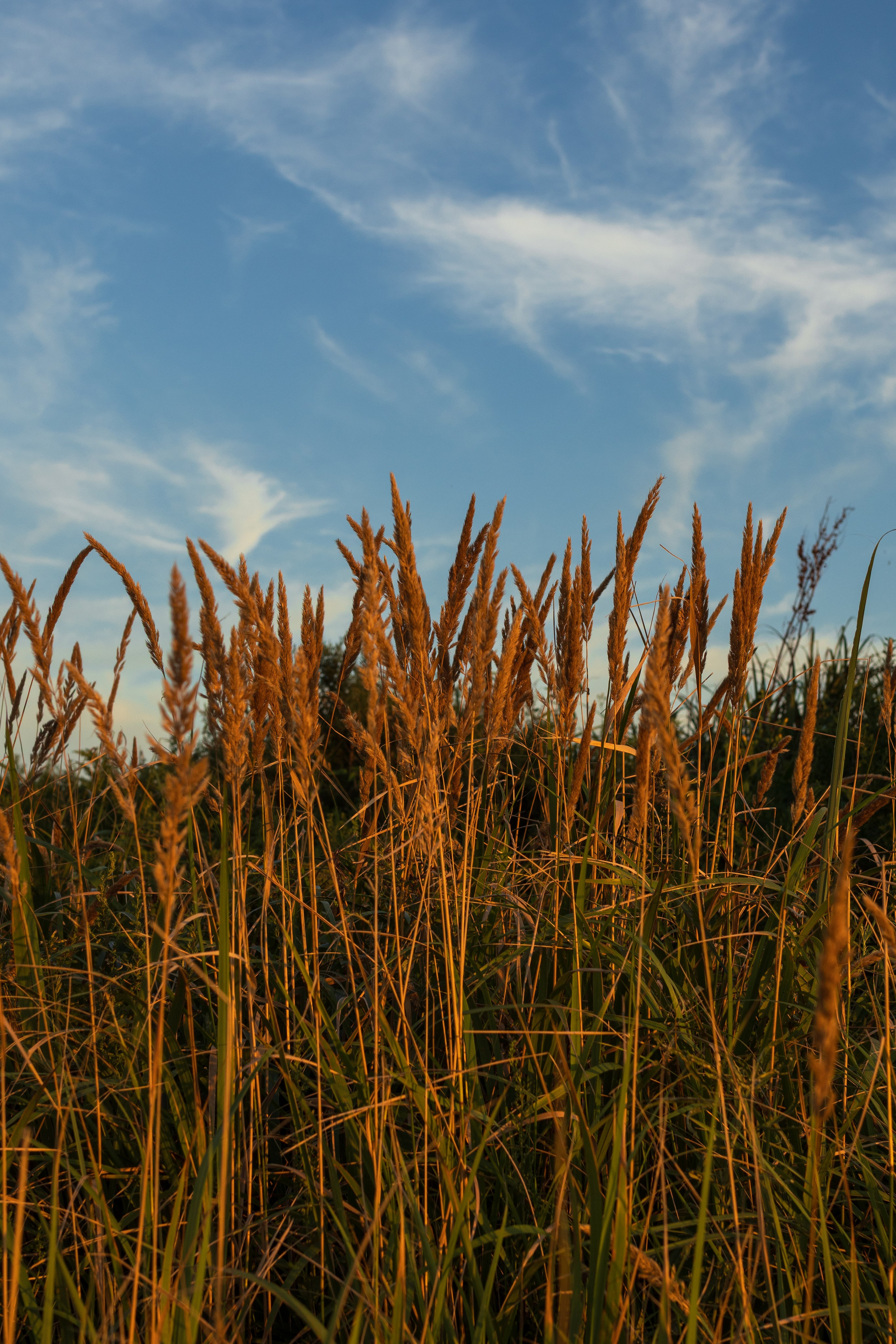 Летний вечер. Константин Кириченко