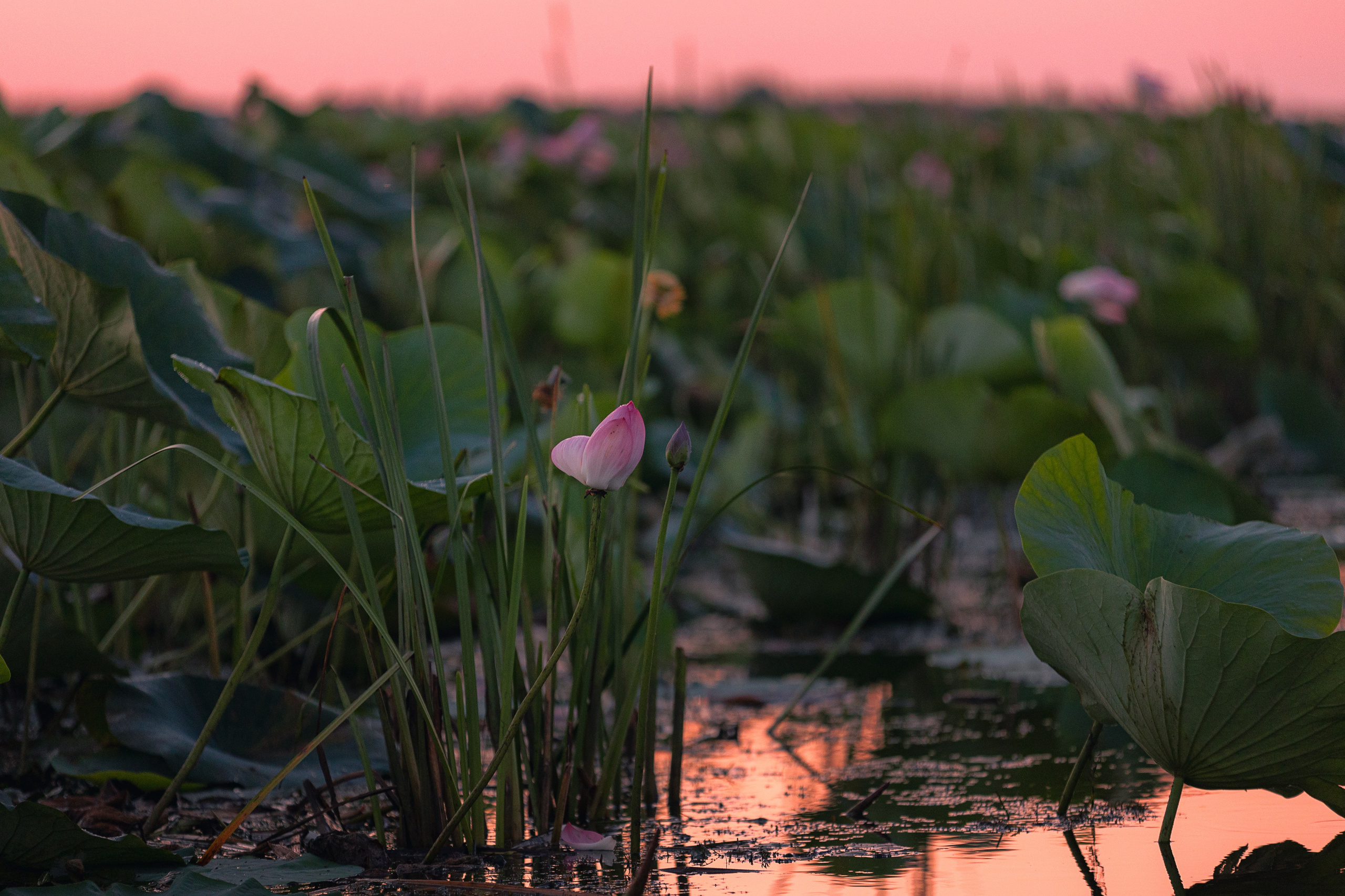 Астраханская область 2025 | Фотограф Дмитрий Купрацевич. Дмитрий Купрацевич профессиональный пейзажный и travel-фотограф