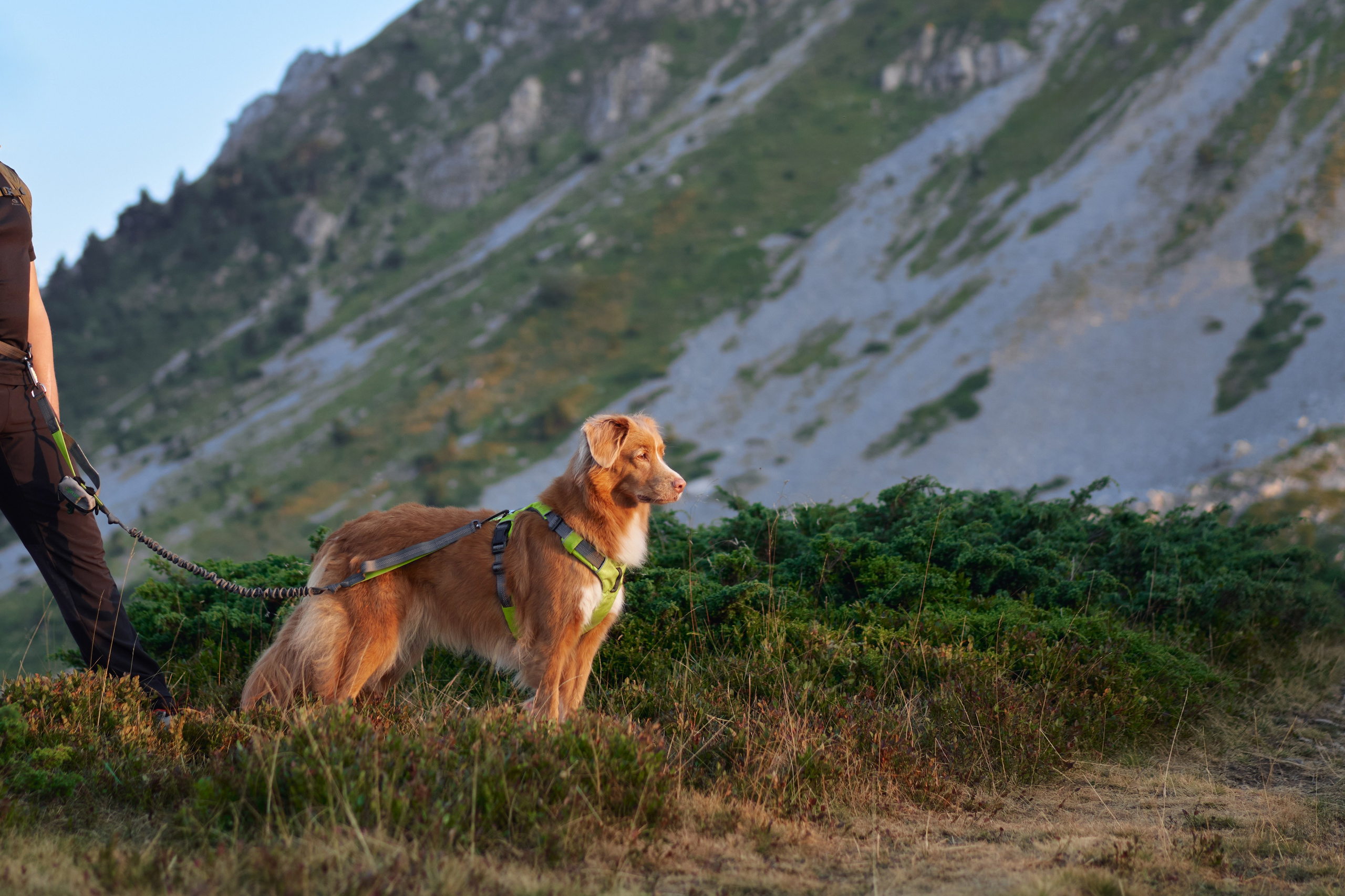 Advertising shooting with animals. Pets in advertising. Dog photographer Averianova Anna — Art photography of dogs