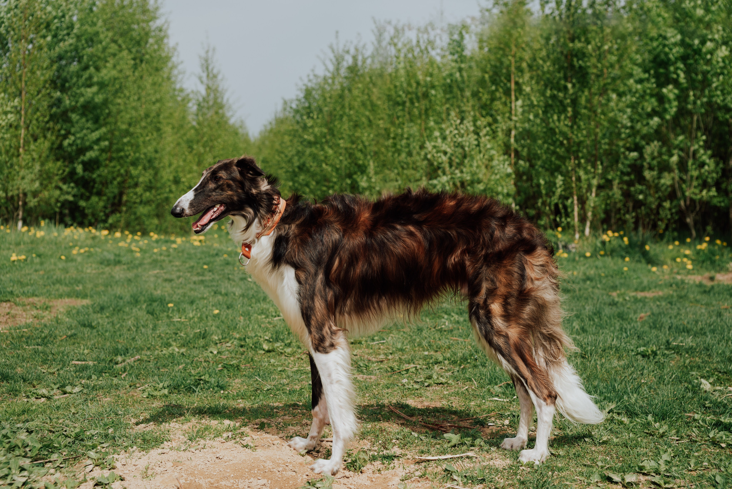 Животные. Фотограф в Санкт-Петербурге и Ленинградской области