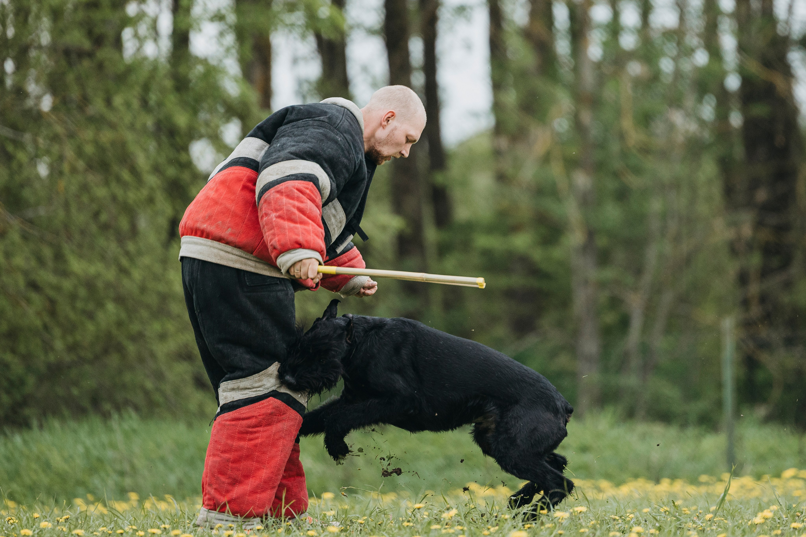 26.05.25 г. Пушкин квалификационные соревнования. Фотограф-анималист Анна Маринич