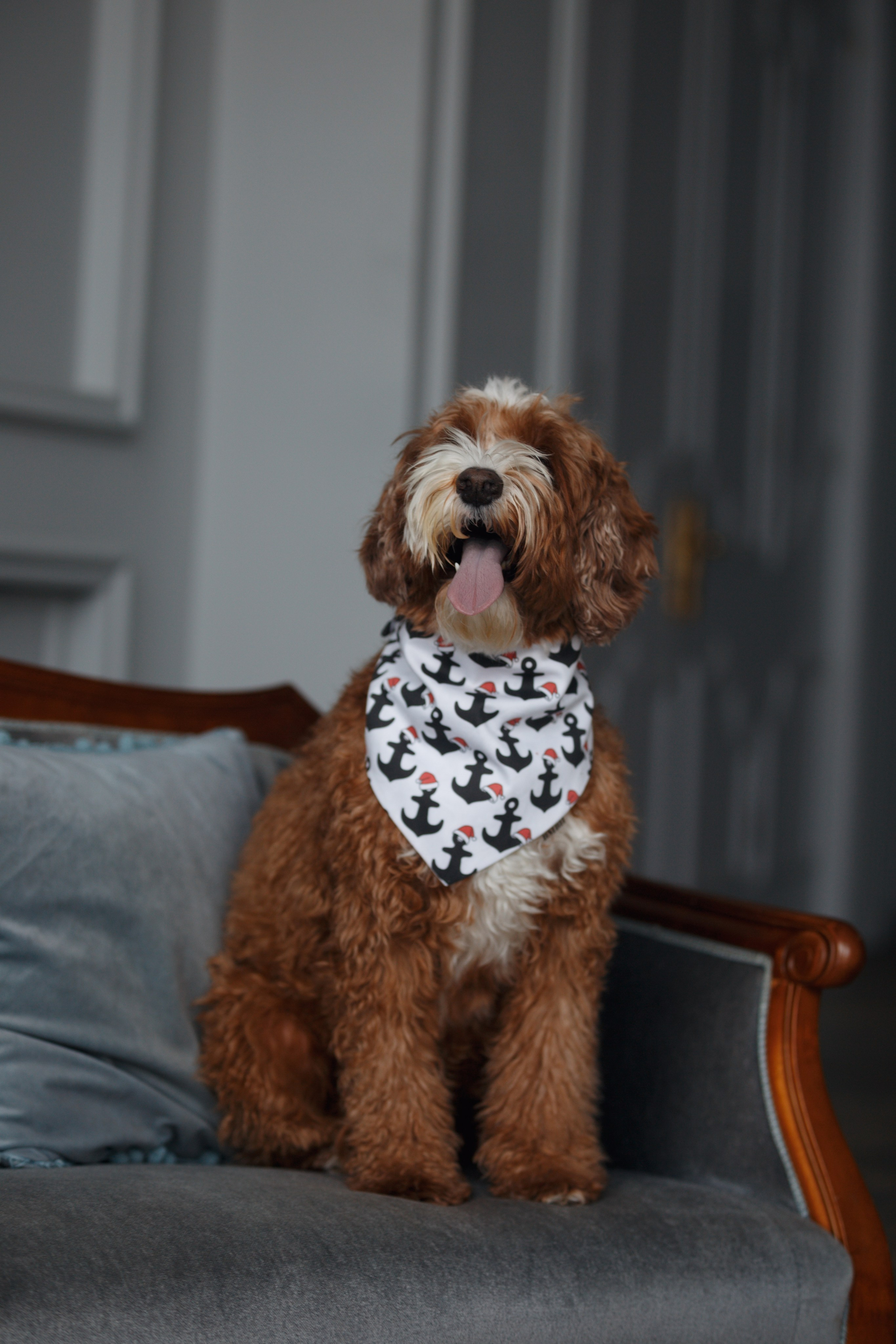 Bmbh лежанки и адресники. Фотограф анималист Кристина Карпова, Москва