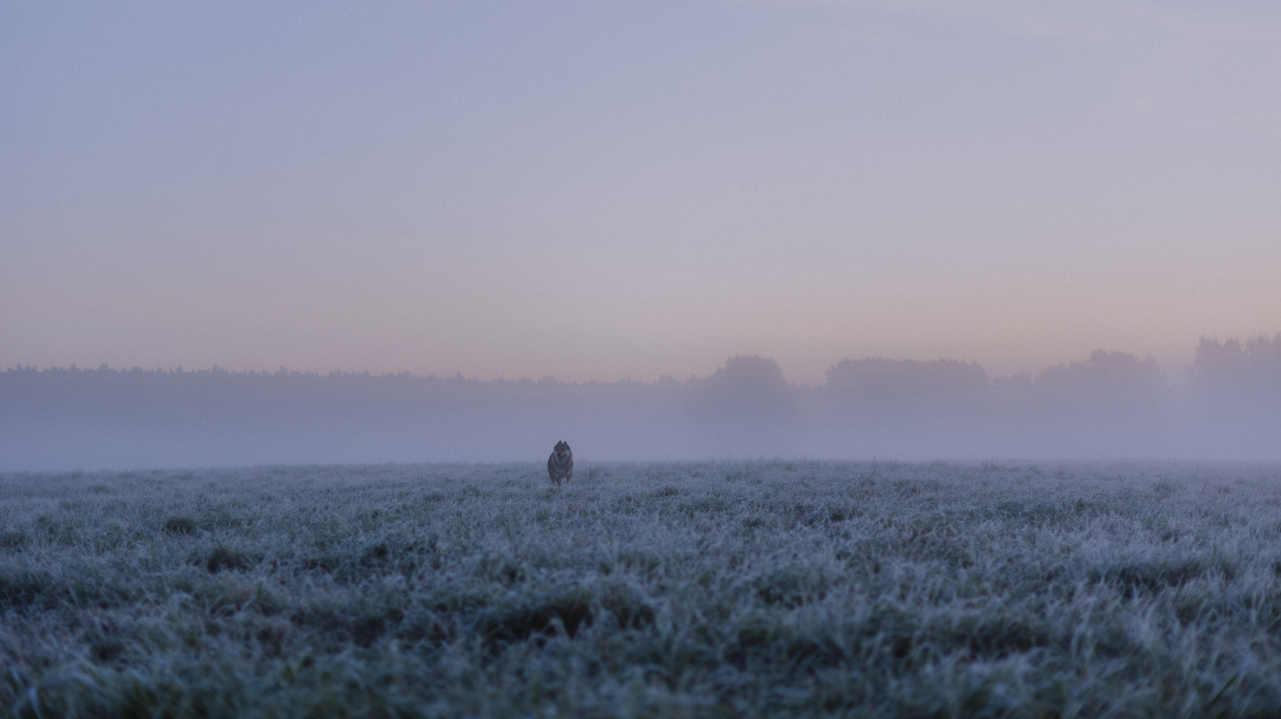 Полина и Вегард. Фотограф-анималист Богданова Полина