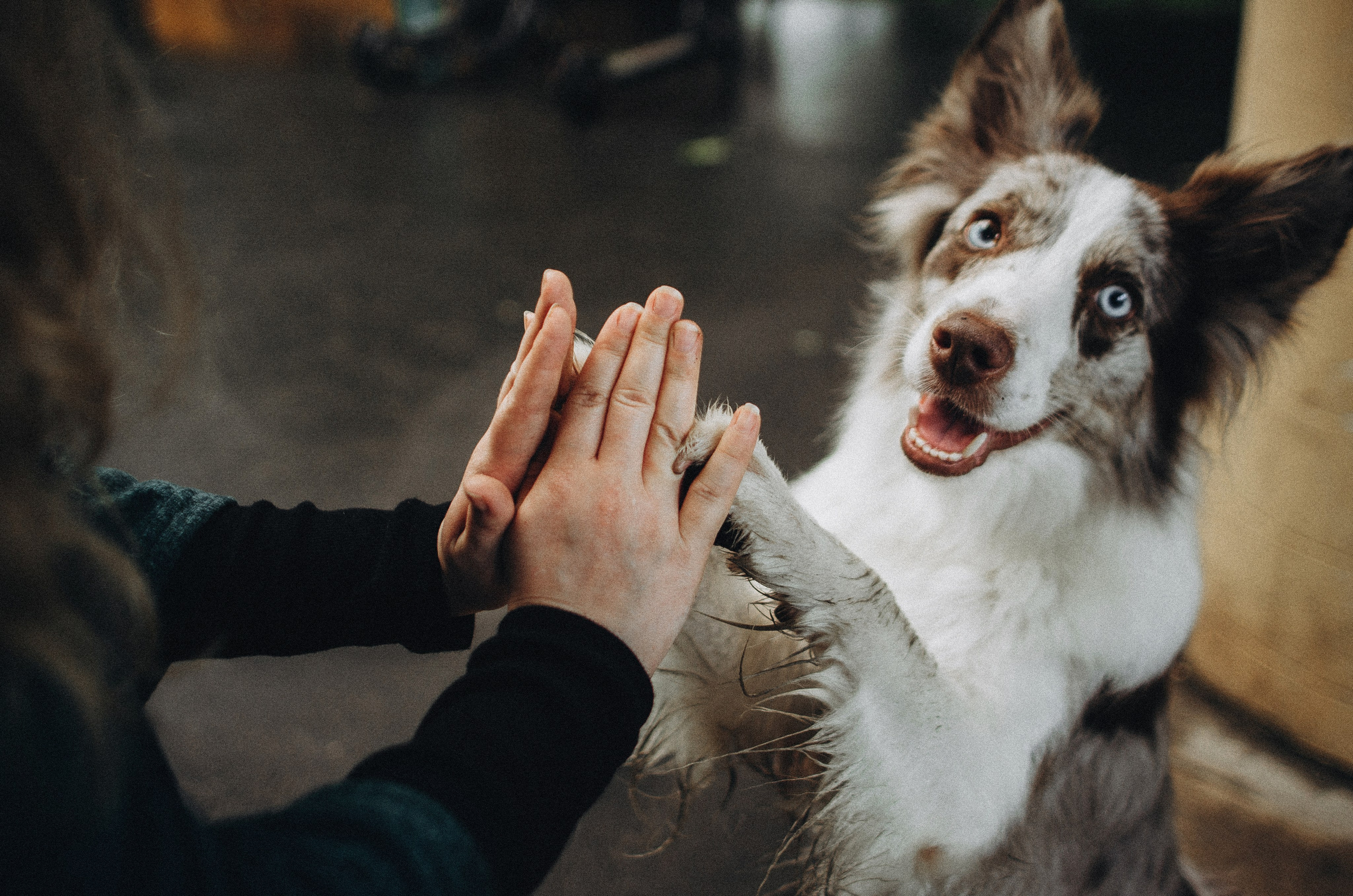 Алина и Бруна. Фотограф-анималист Богданова Полина