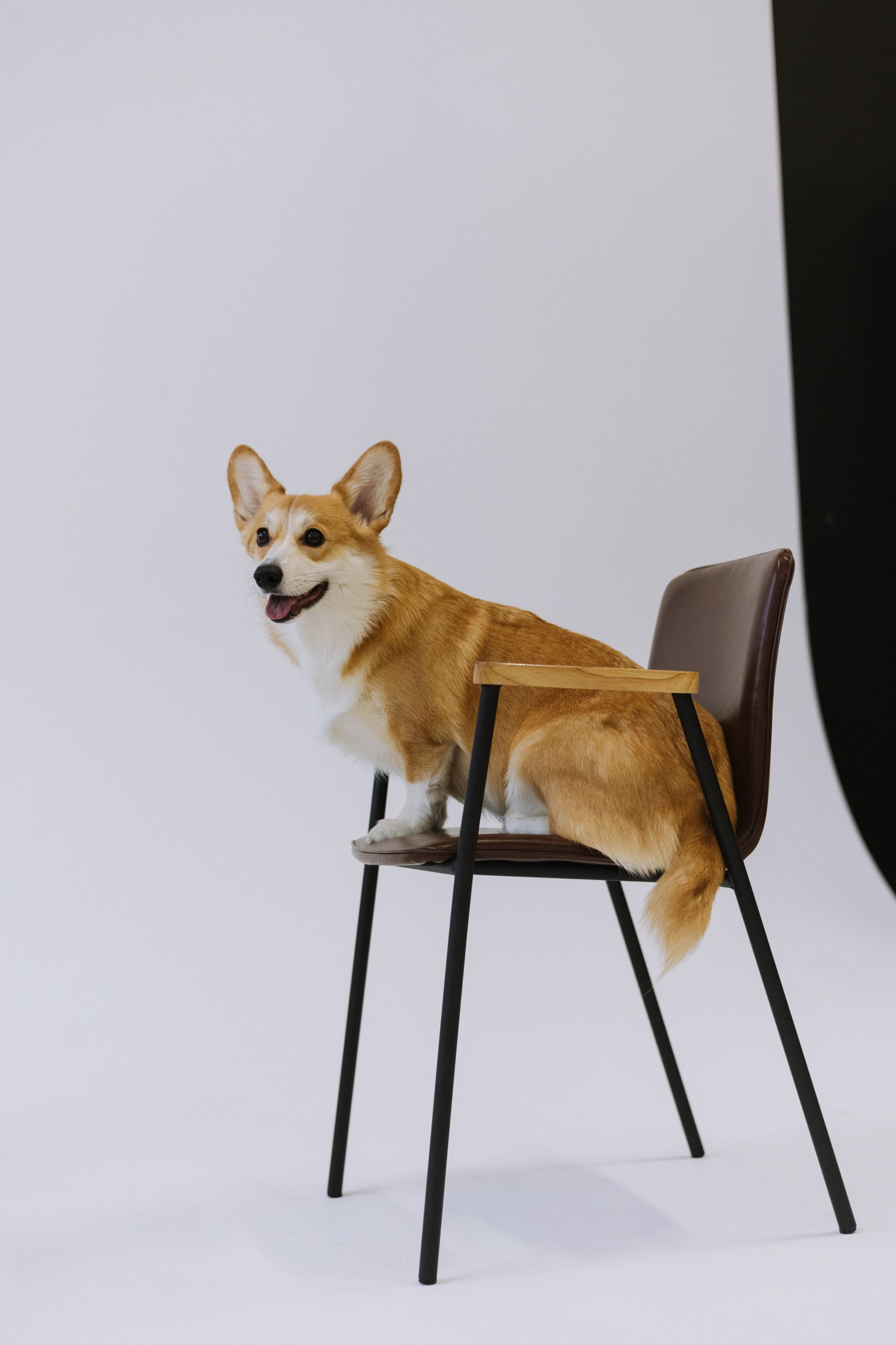 Настя и Мия. Фотограф-анималист Богданова Полина