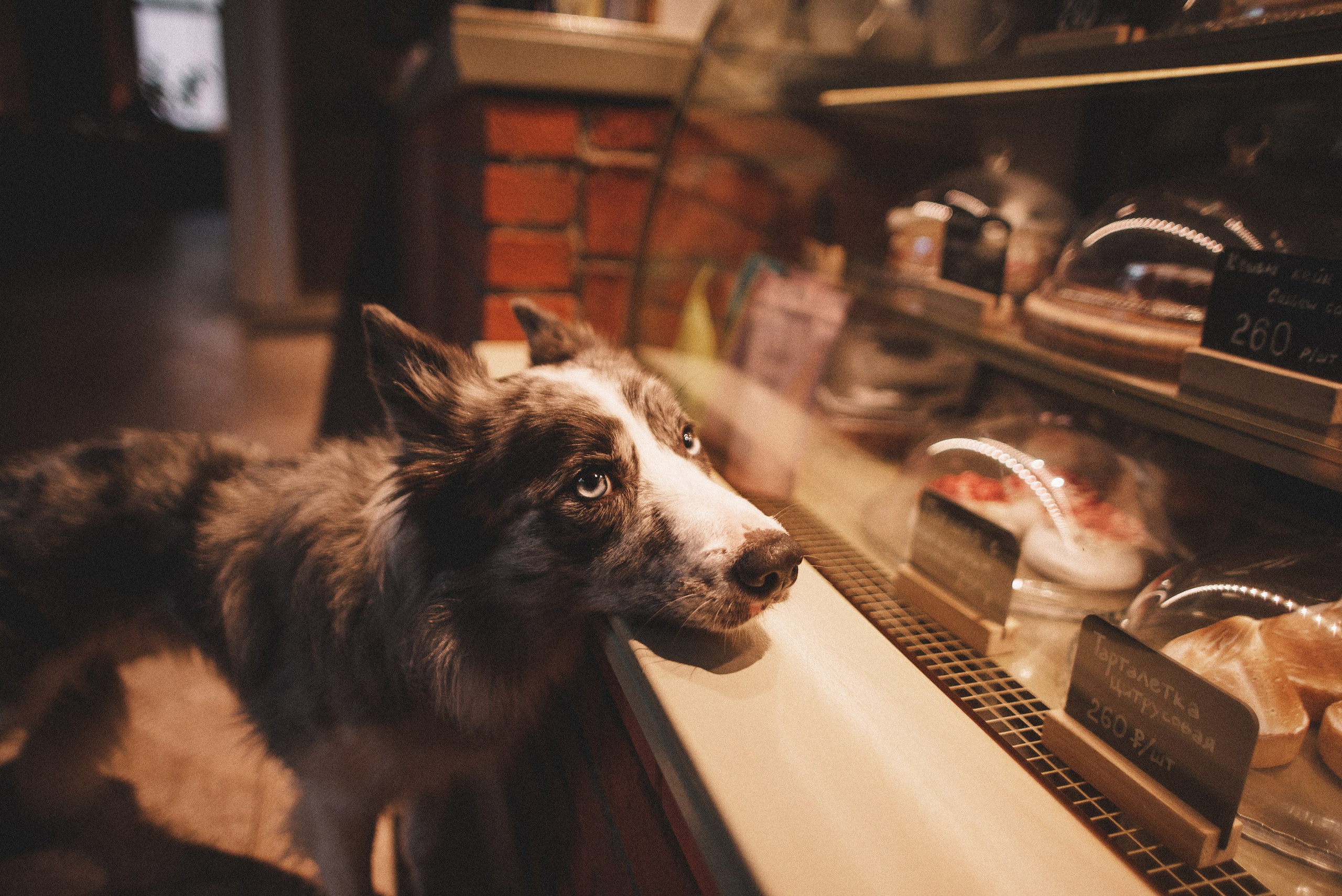 Диана и Робин. Фотограф-анималист Богданова Полина