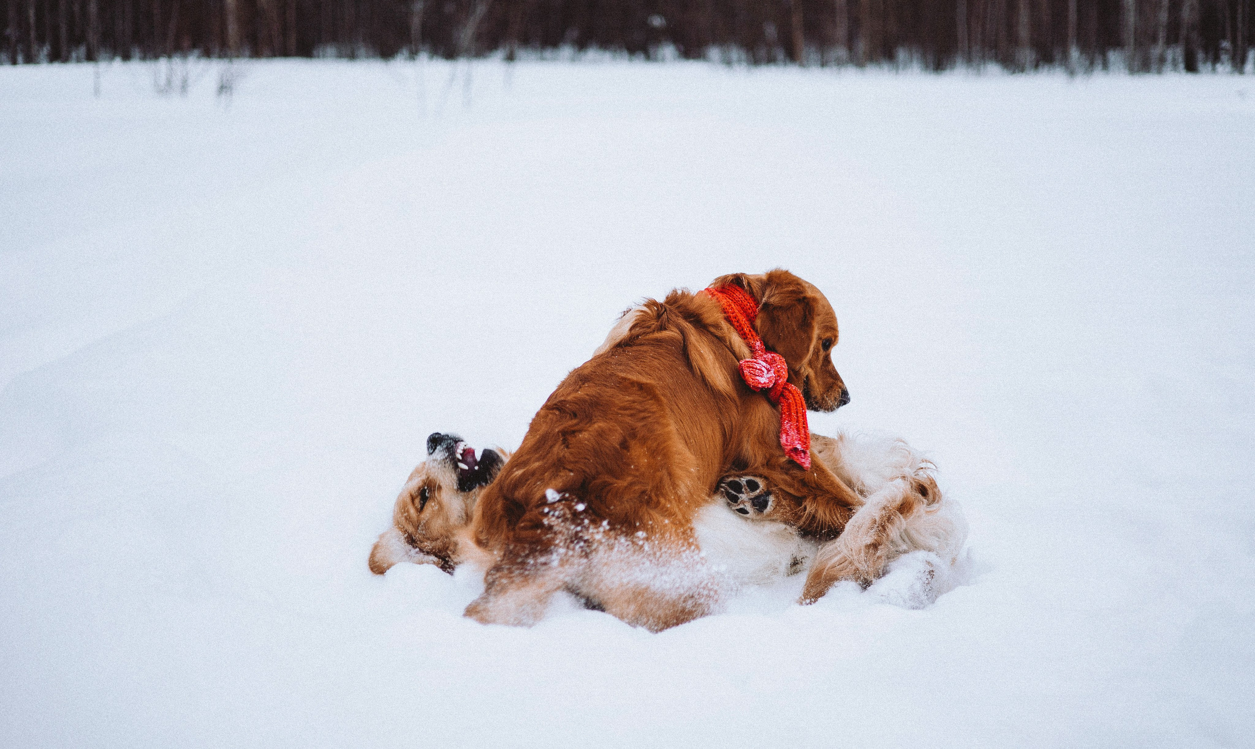 Саша, Юля, Грэй и Джой. Фотограф-анималист Богданова Полина