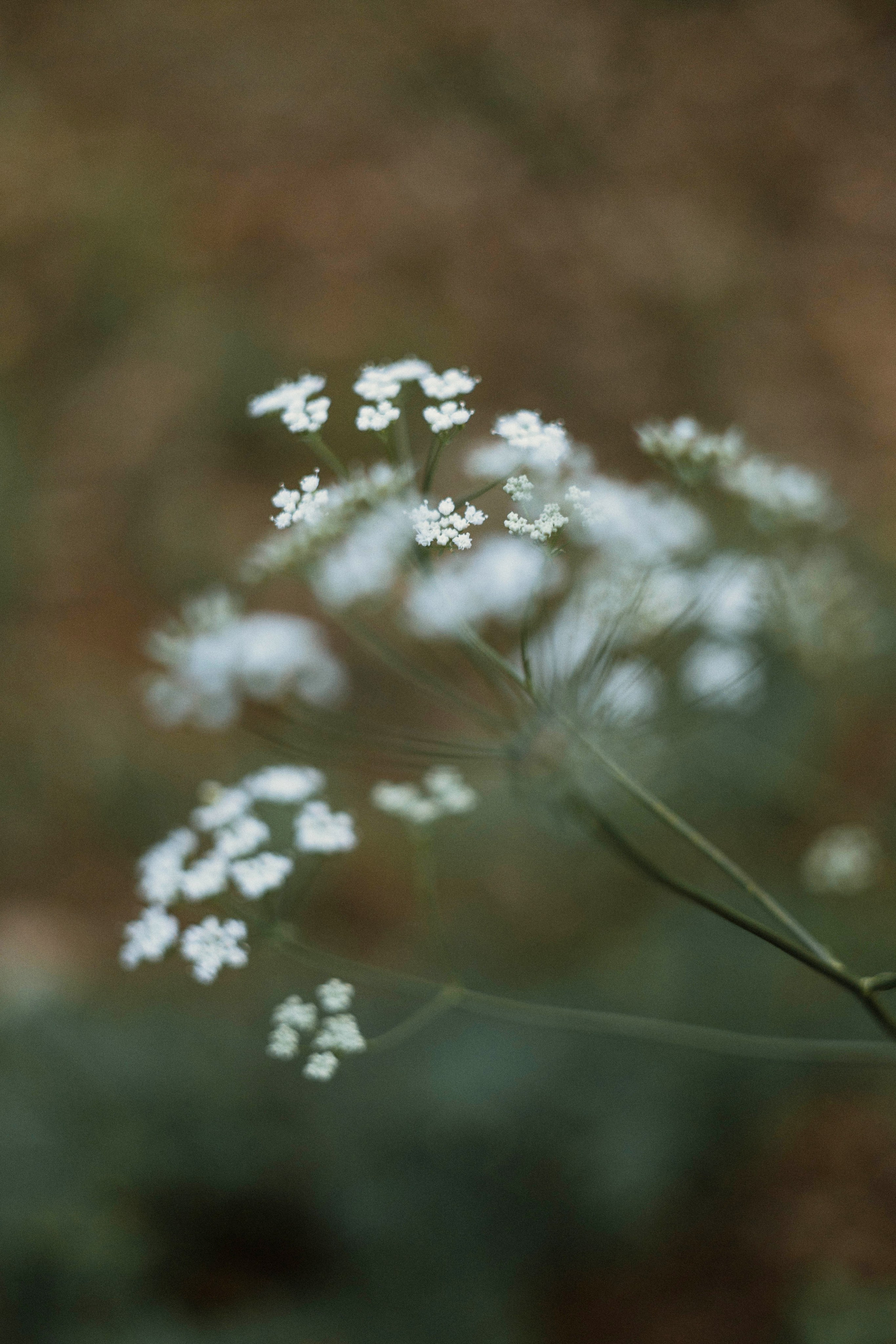 Ира и Джесс. Фотограф-анималист Богданова Полина