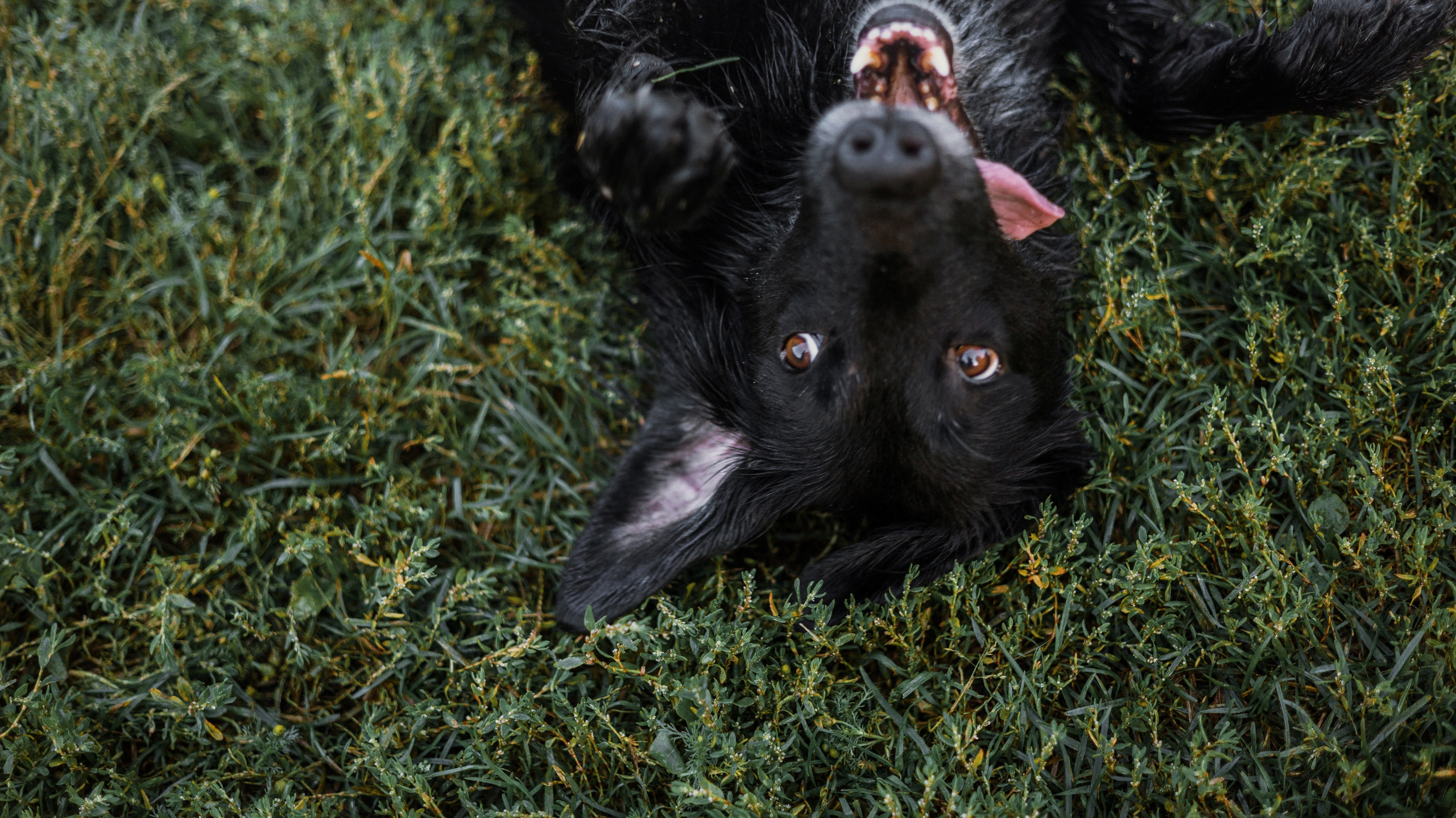 Лиза и Коди. Фотограф-анималист Богданова Полина