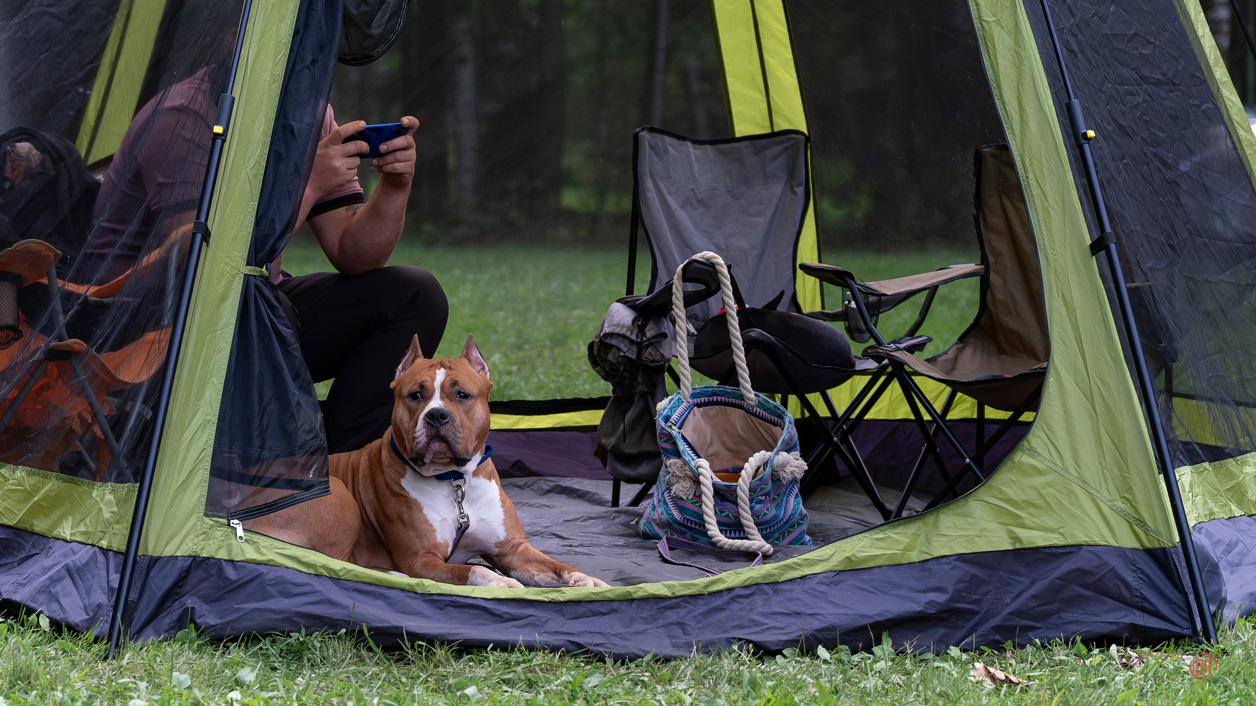 Друг человека. Фотограф в Москве