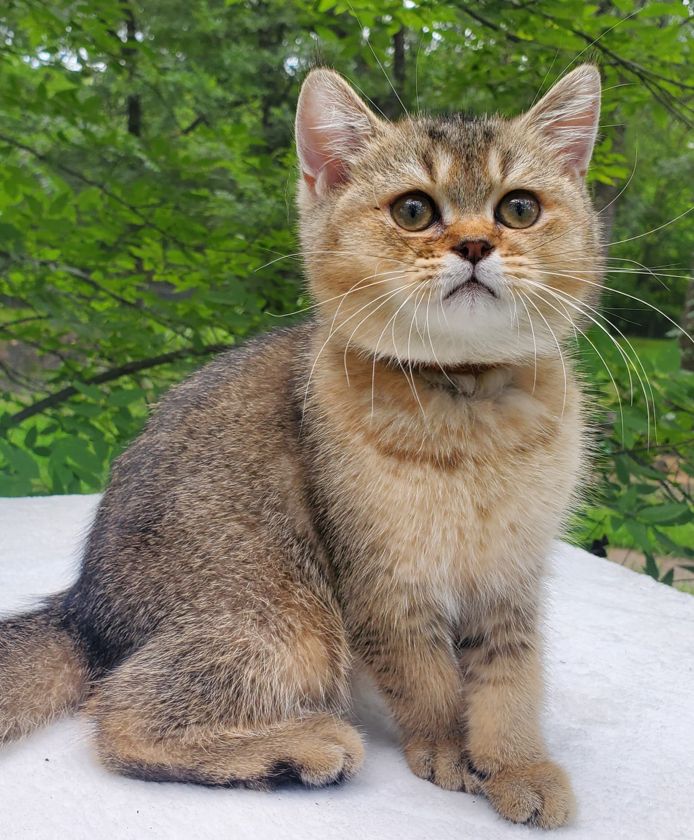 Moli, male, DB-04.07.25, sold. British shorhair Cats