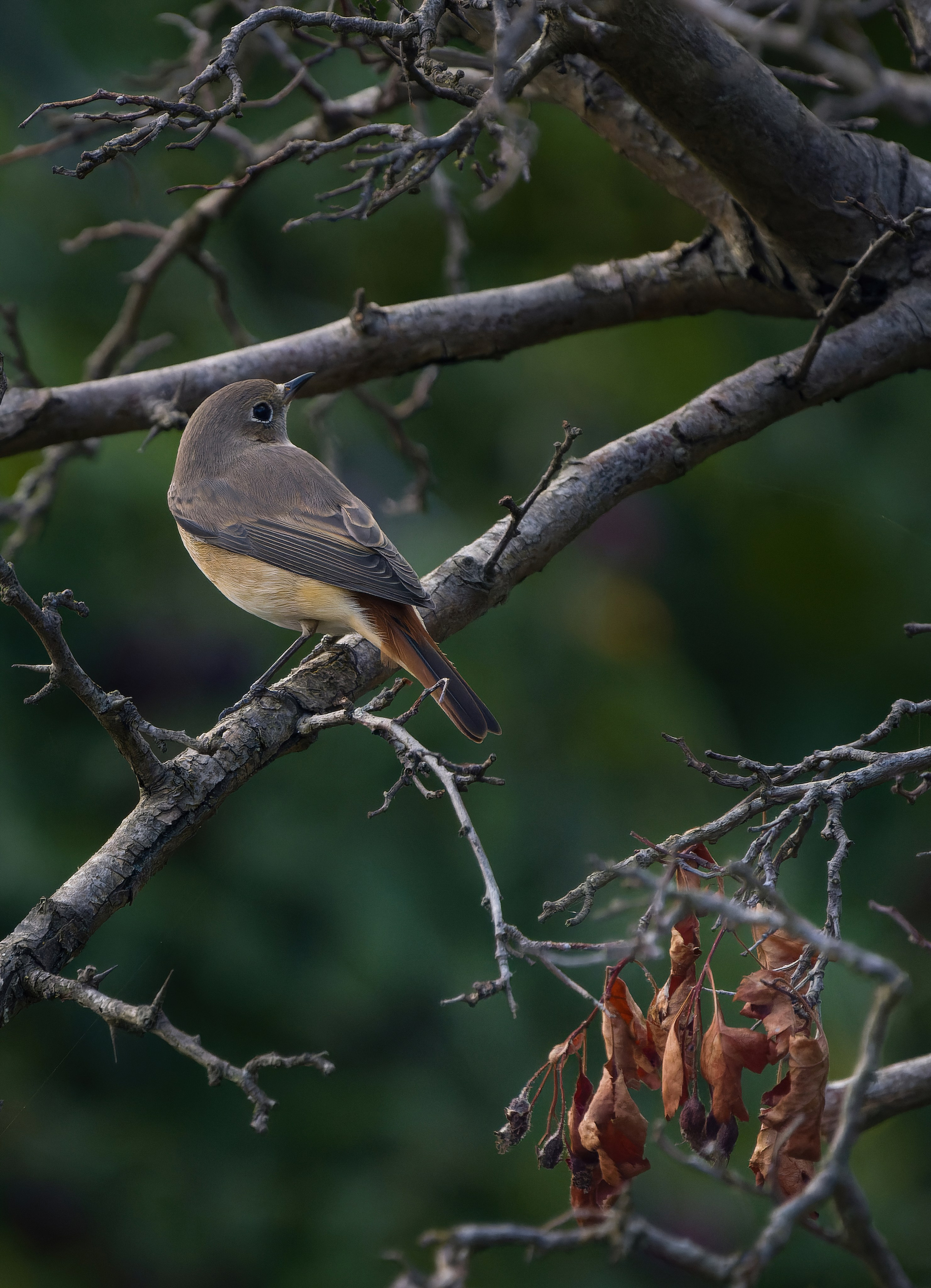 Птицы и животные. Oles Paritskiy