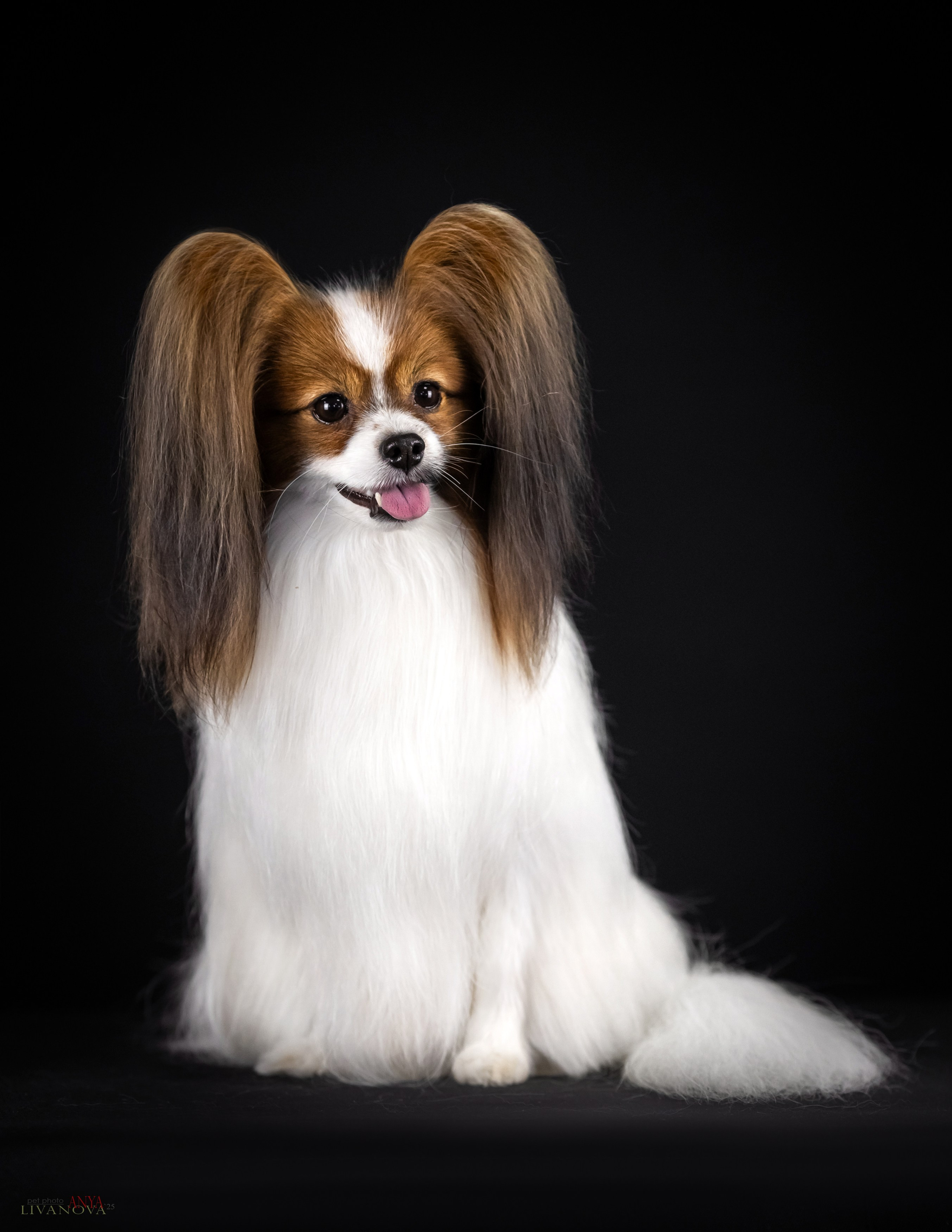 Флай. Фотограф анималист Аня Ливанова | Рыбинск