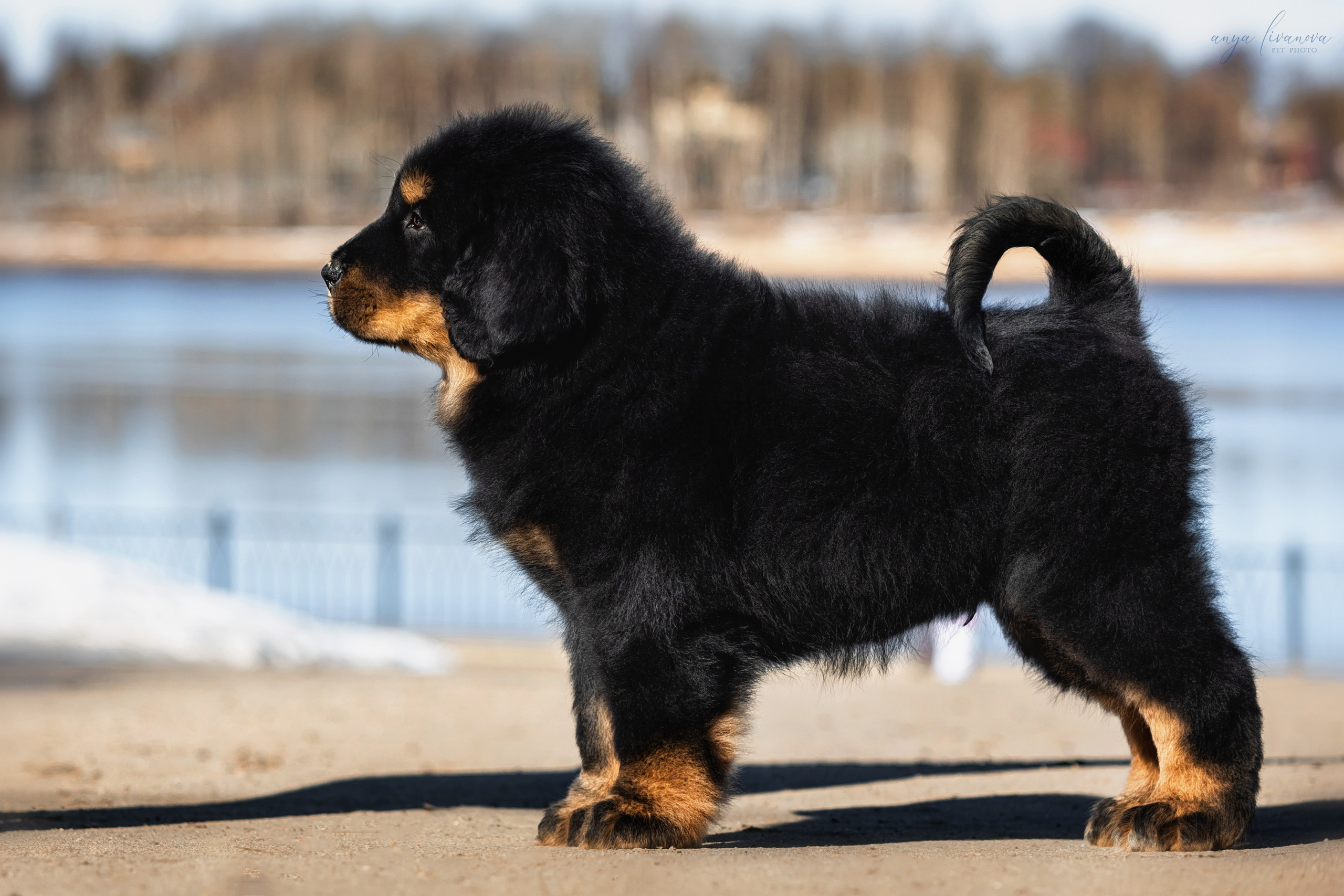 Тибеты. Фотограф анималист Аня Ливанова | Рыбинск