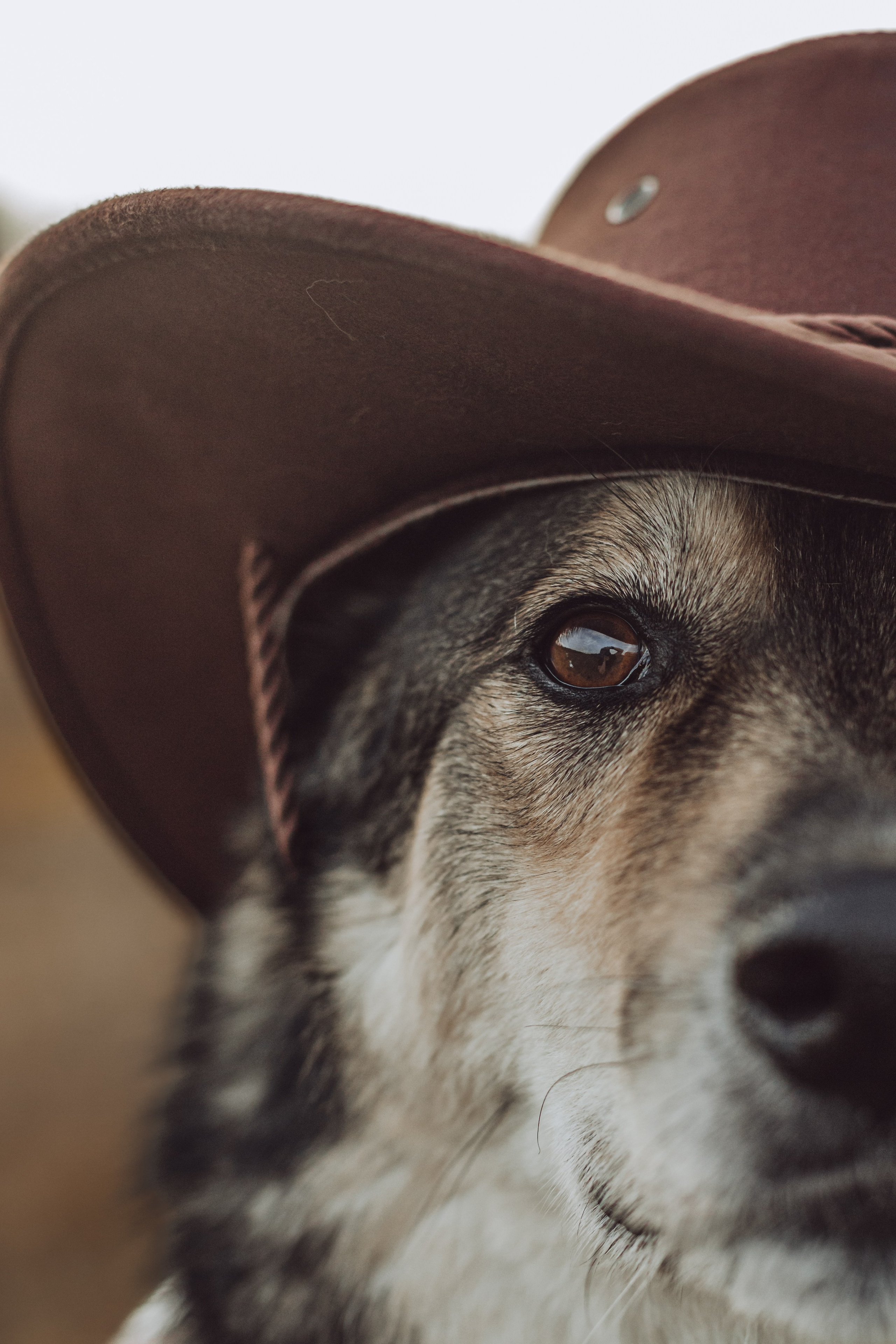 Кантри Дюк. Фотограф-анималист Татьяна Степанова