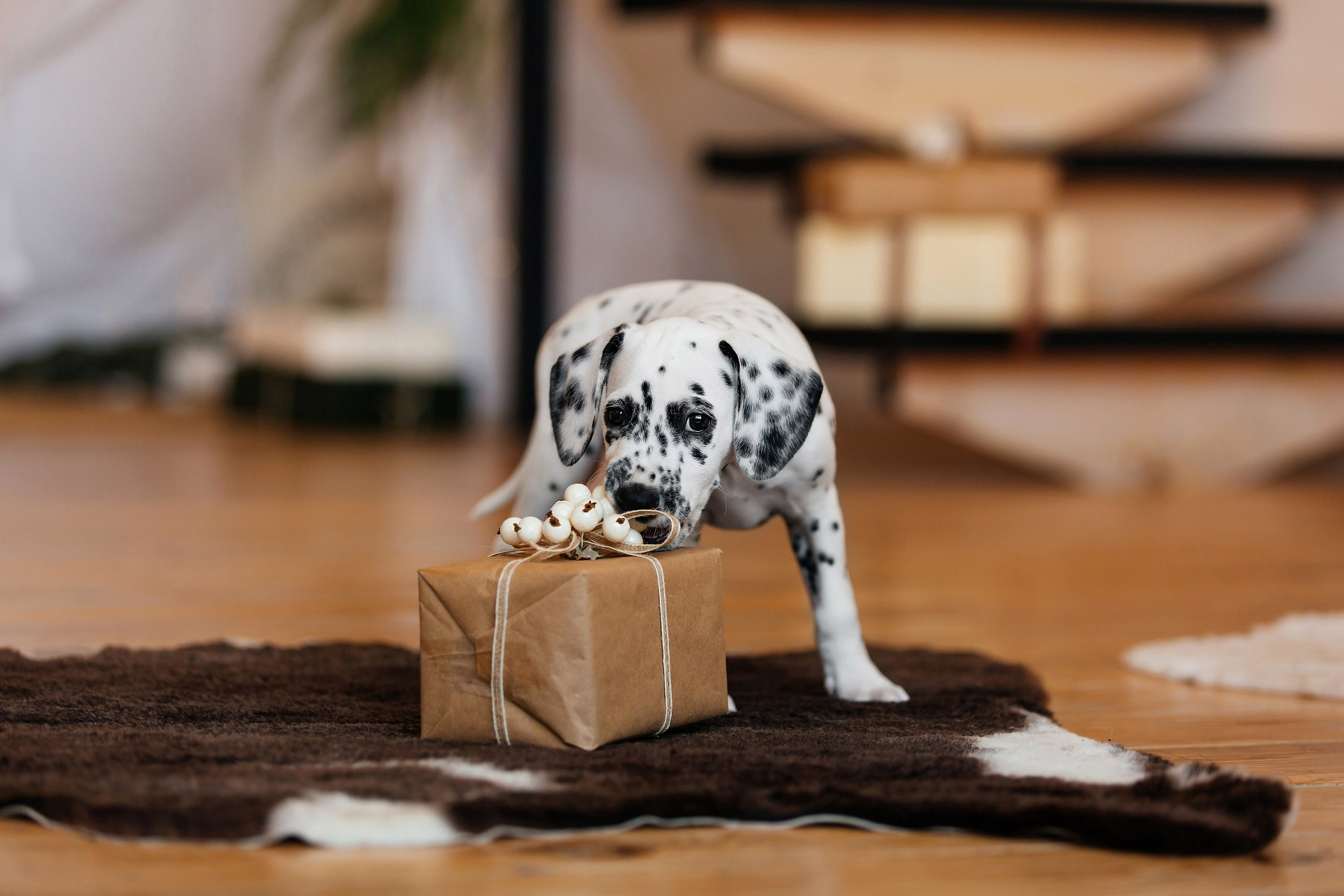 Далматины в новогодней фотостудии. Фотограф-анималист в Краснодаре Маша Мельникова