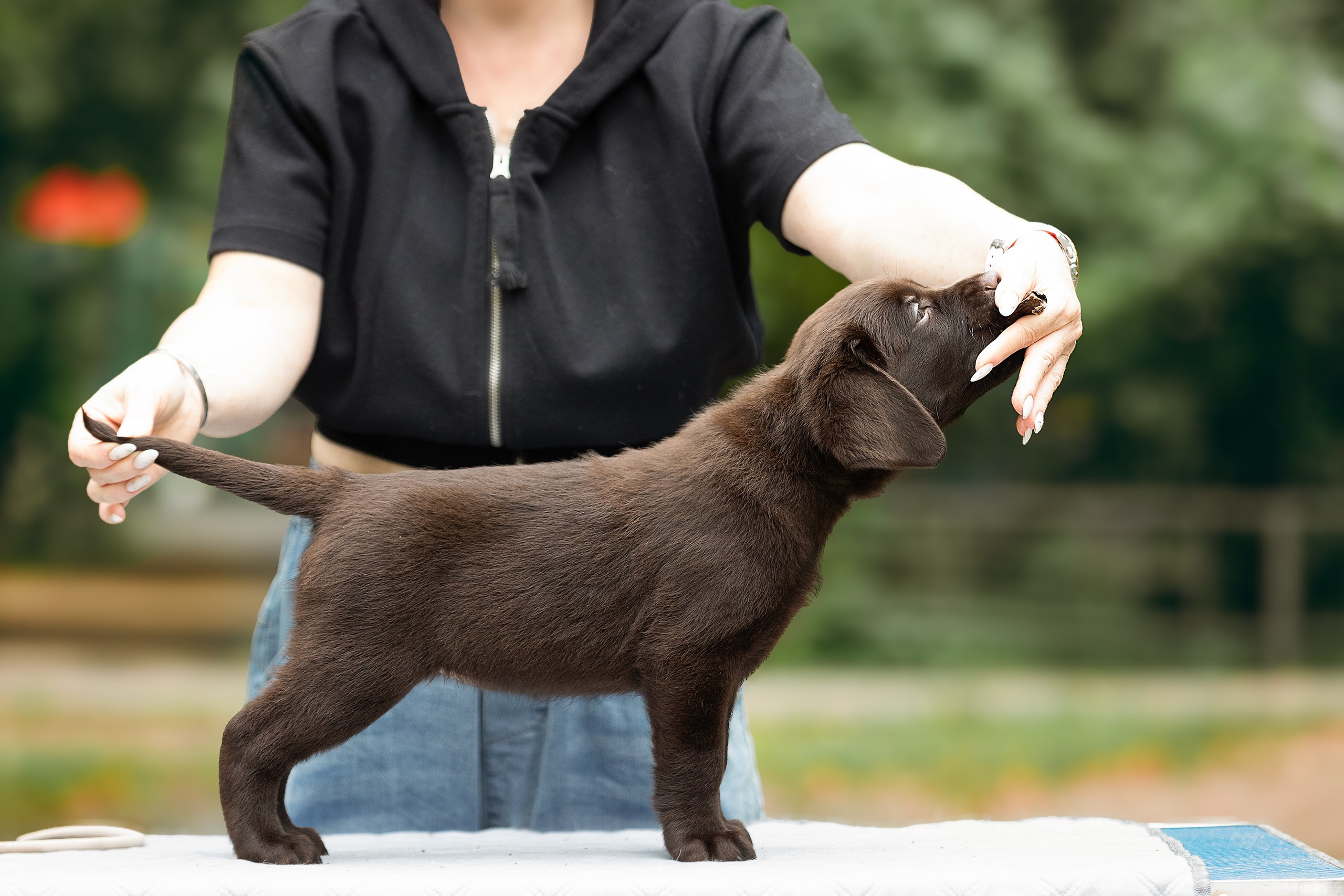 Фотосессии помётов щенков. Фотограф. Фотограф-анималист. Москва