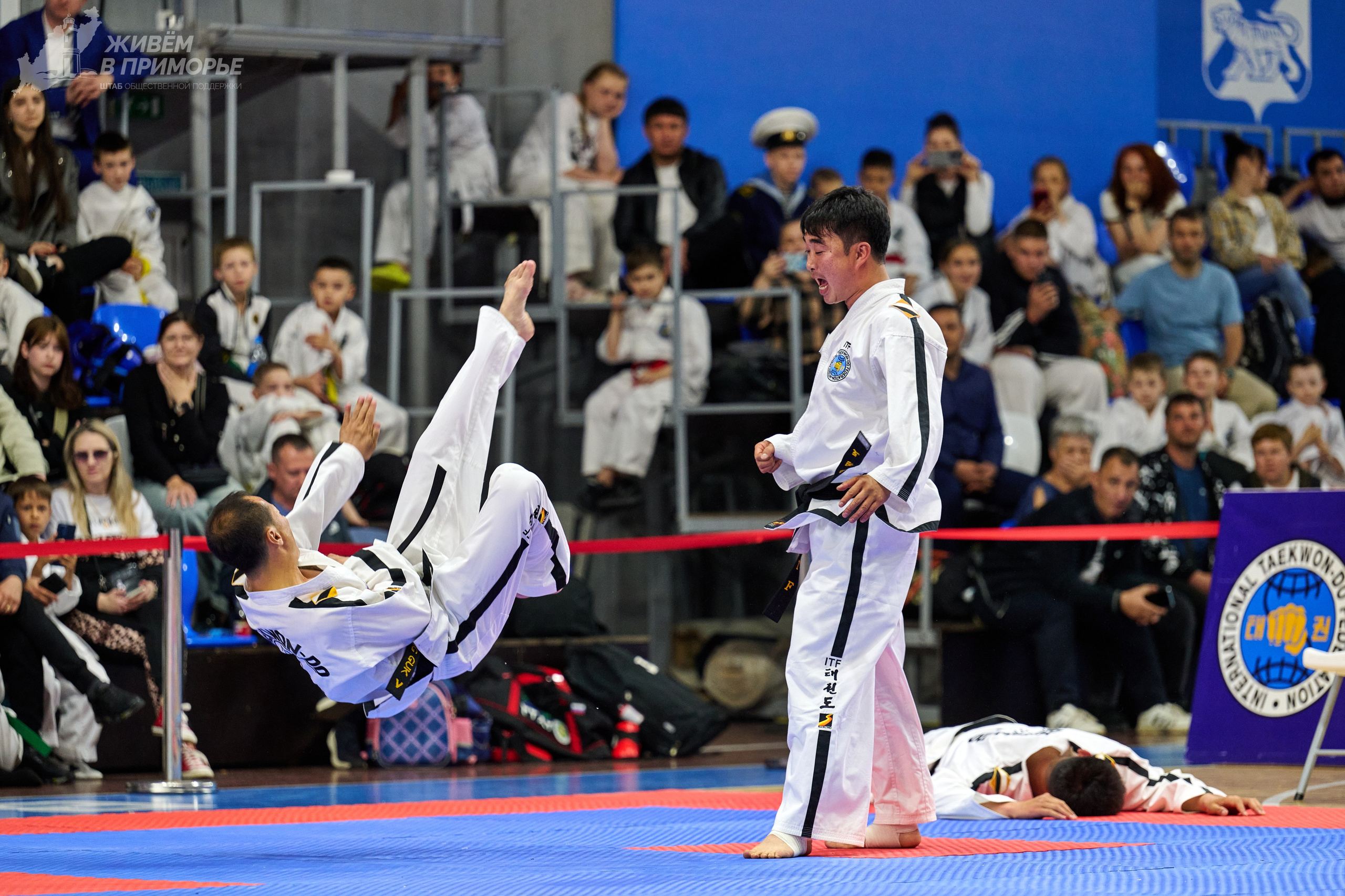 Кубок губернатора по тхэквондо. Профессиональный репортажный фотограф Инесса Иминова