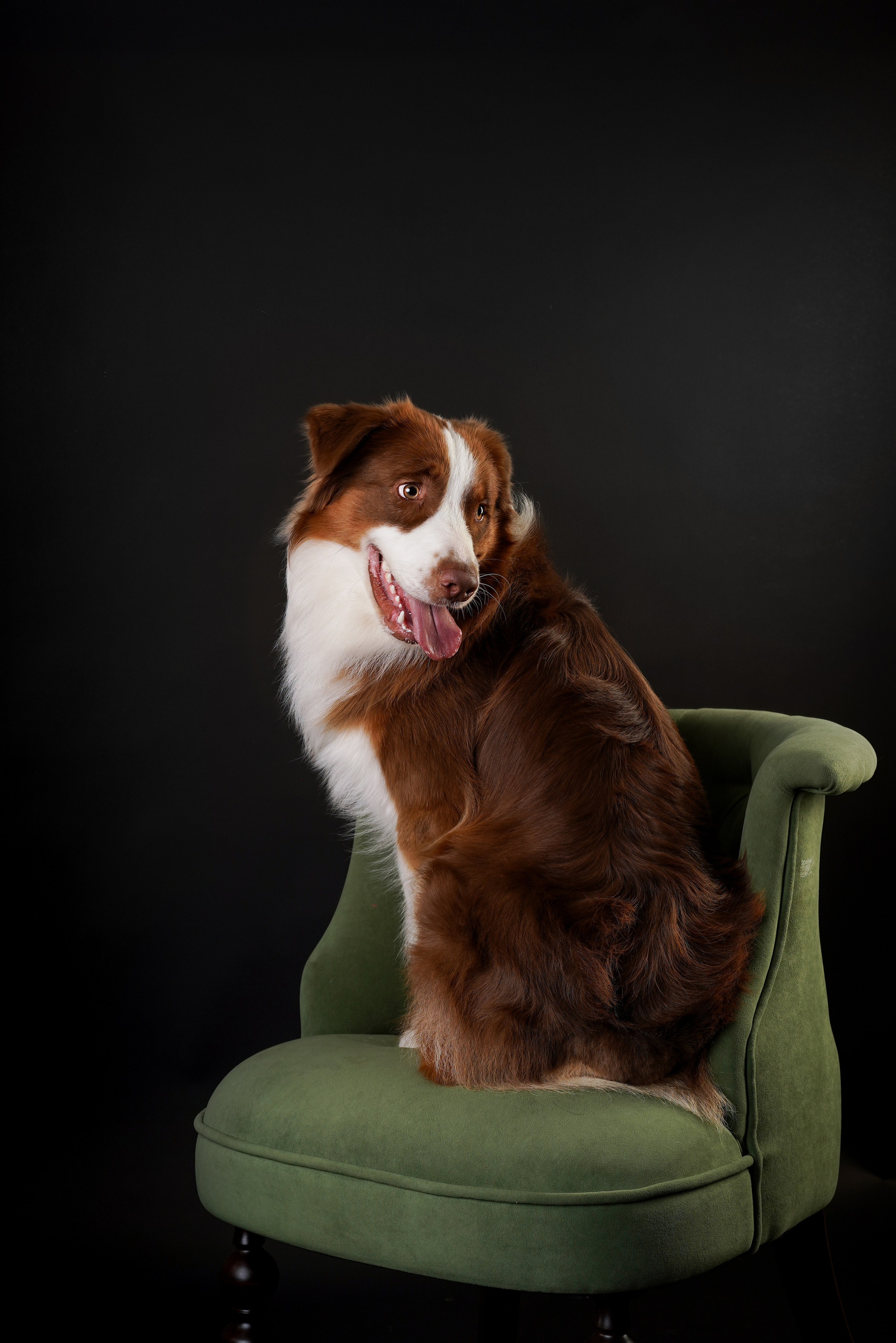 Ксюша, сиба Тэффи и австралийцы Арчи и Нэо. Фотограф-анималист в Санкт-Петербурге Яна Мартынова