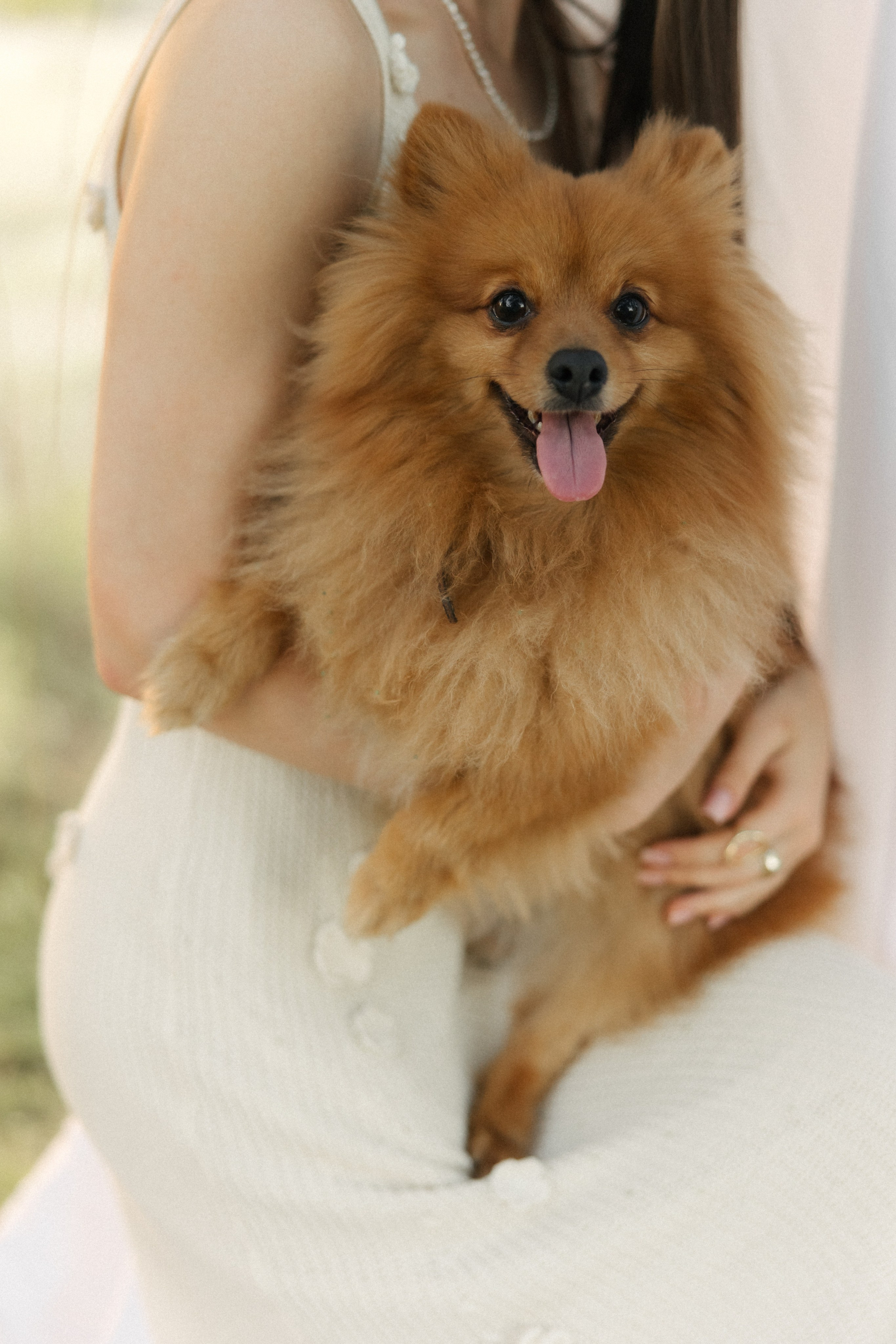 Ромашки. Свадебный и семейный фотограф Юлия Сафронова