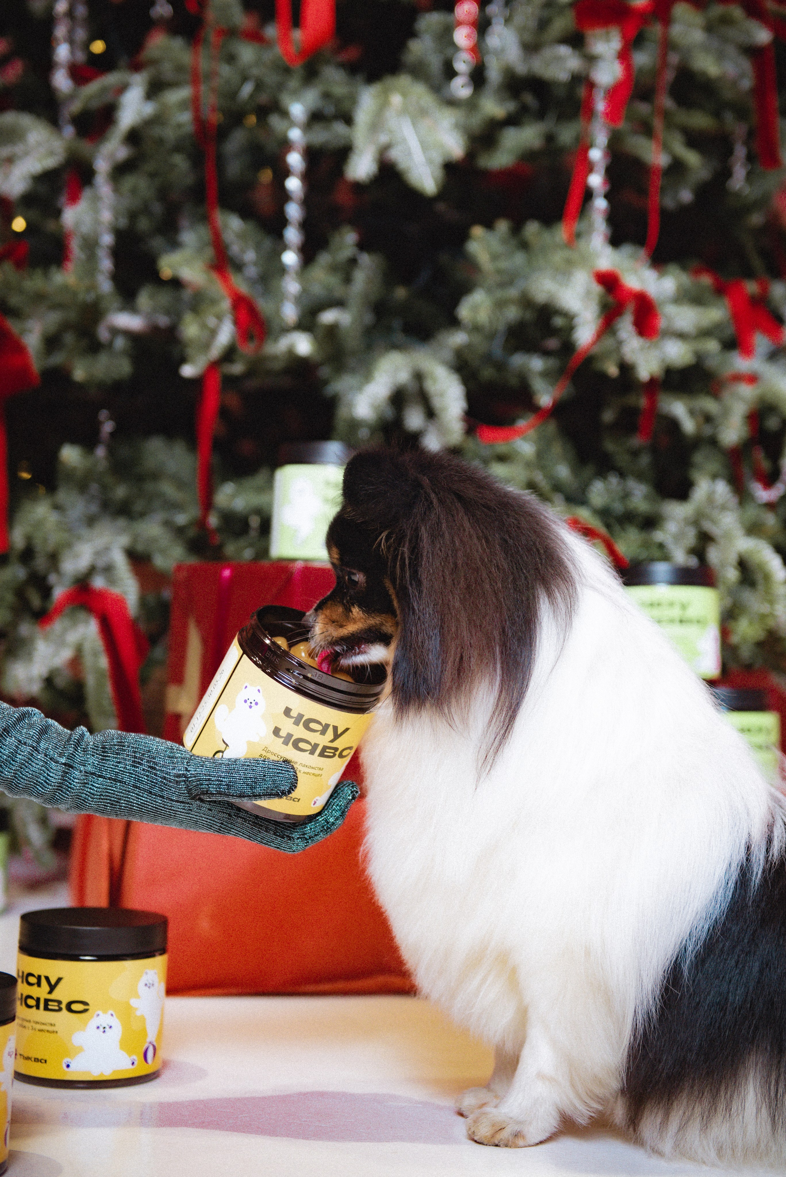 Чау Чавс. Фотограф в Москве Daria Lens