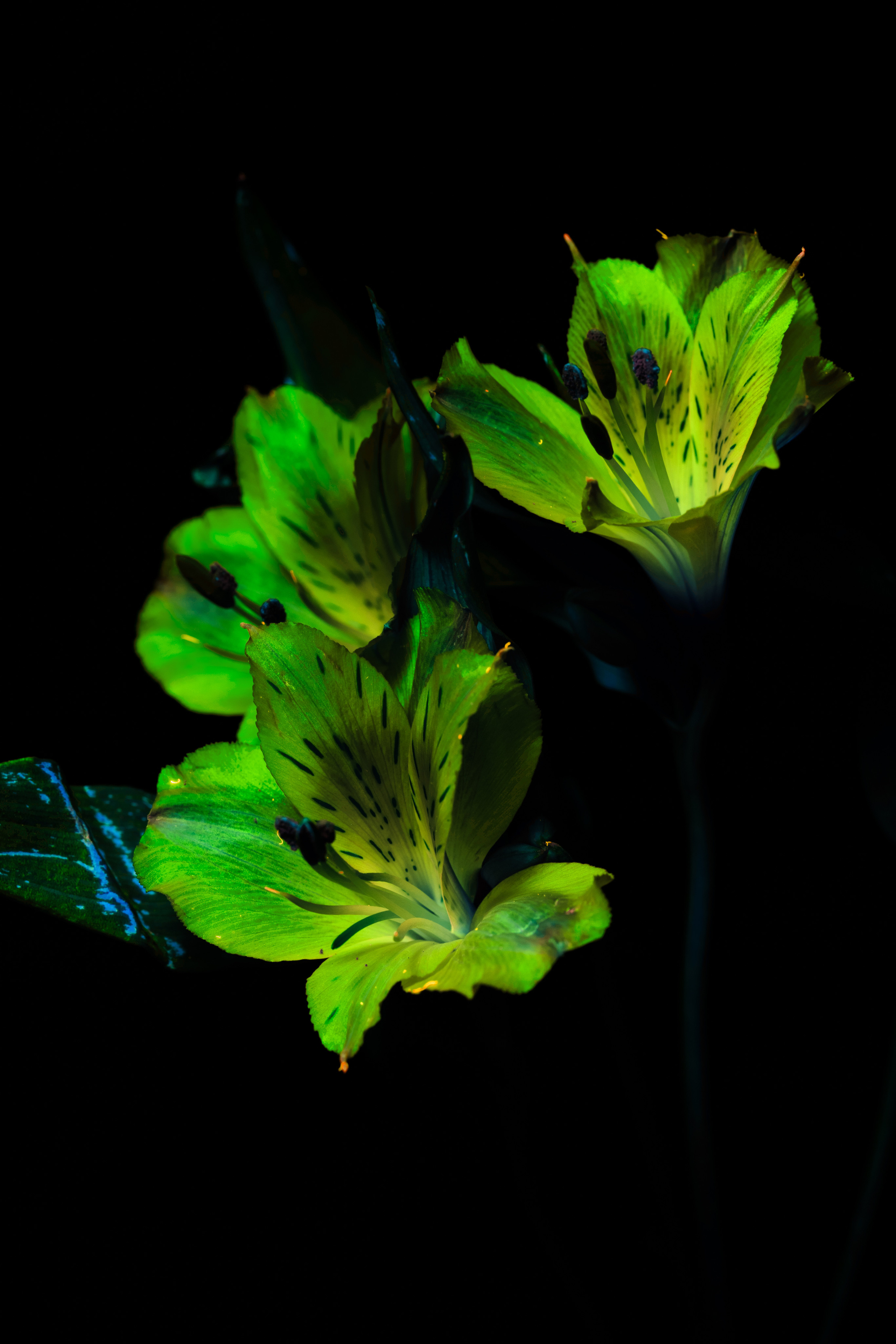 Macro — Макро