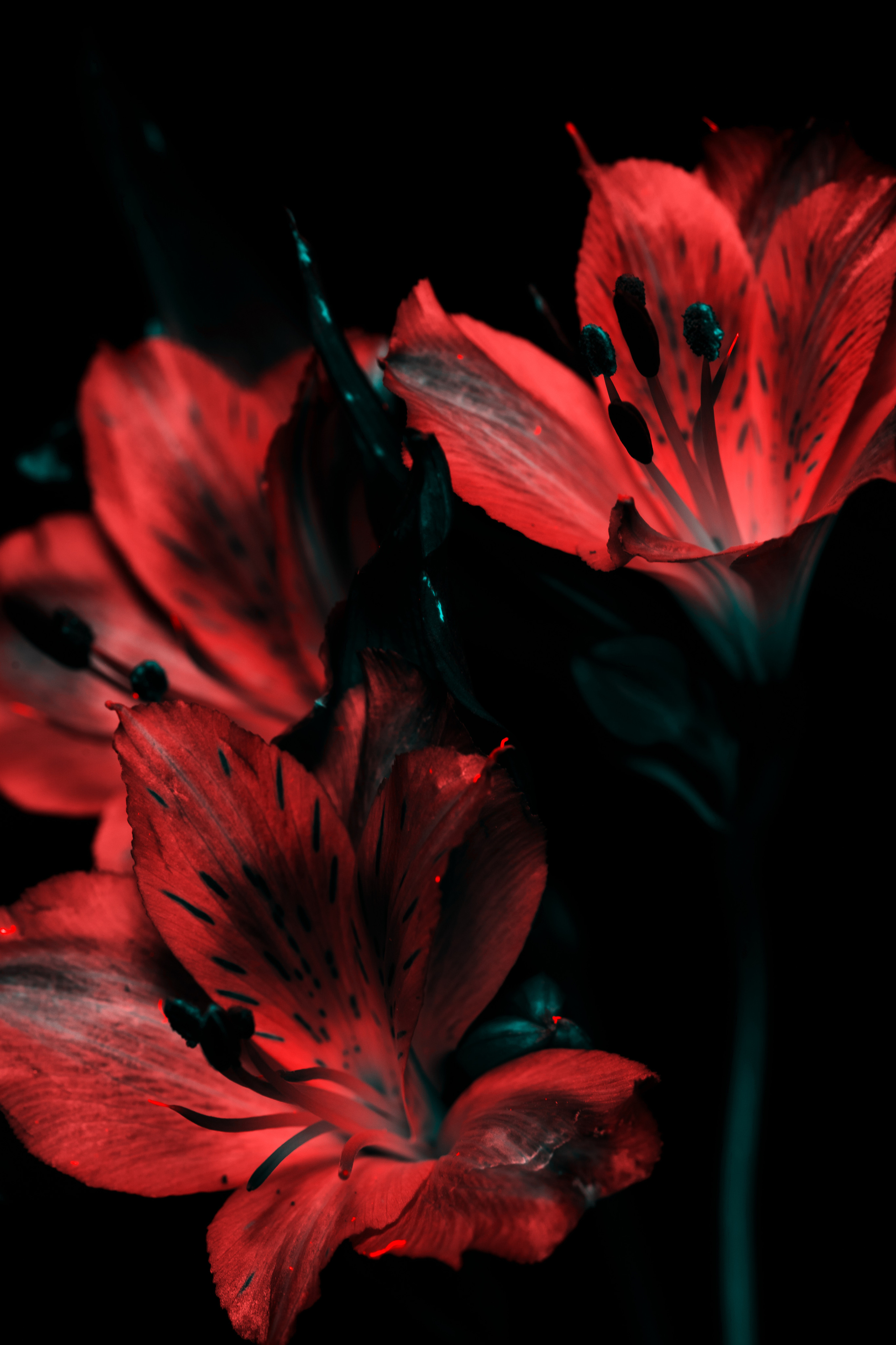 Macro — Макро