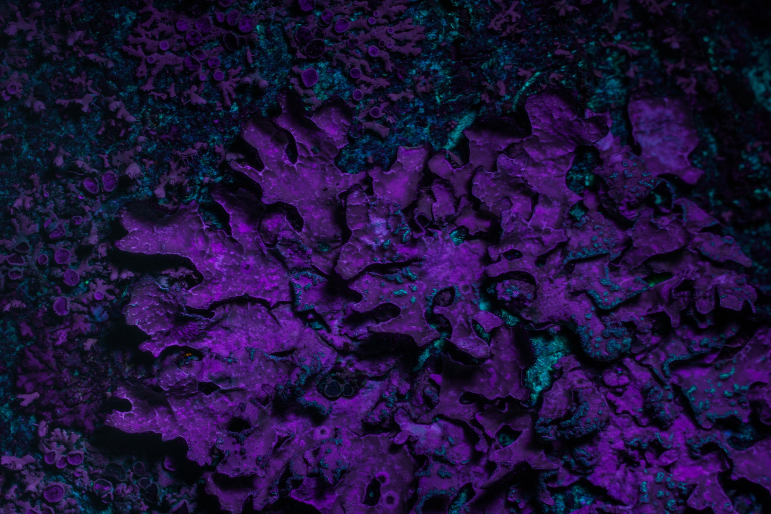 Macro — Макро