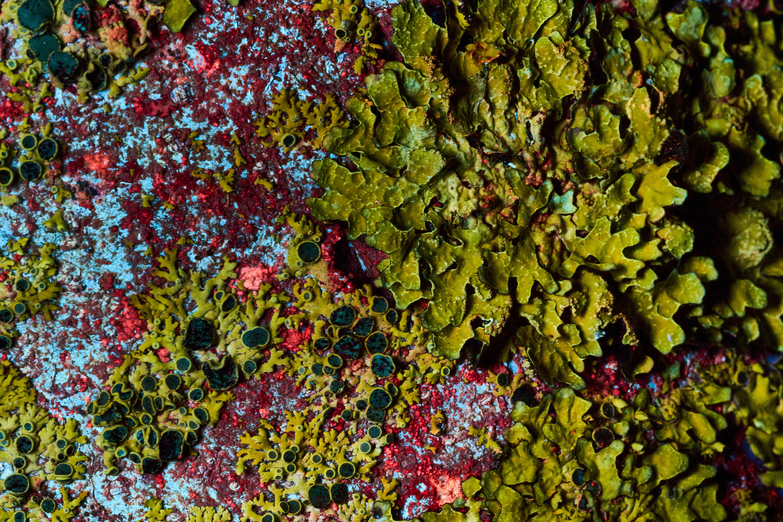 Macro — Макро