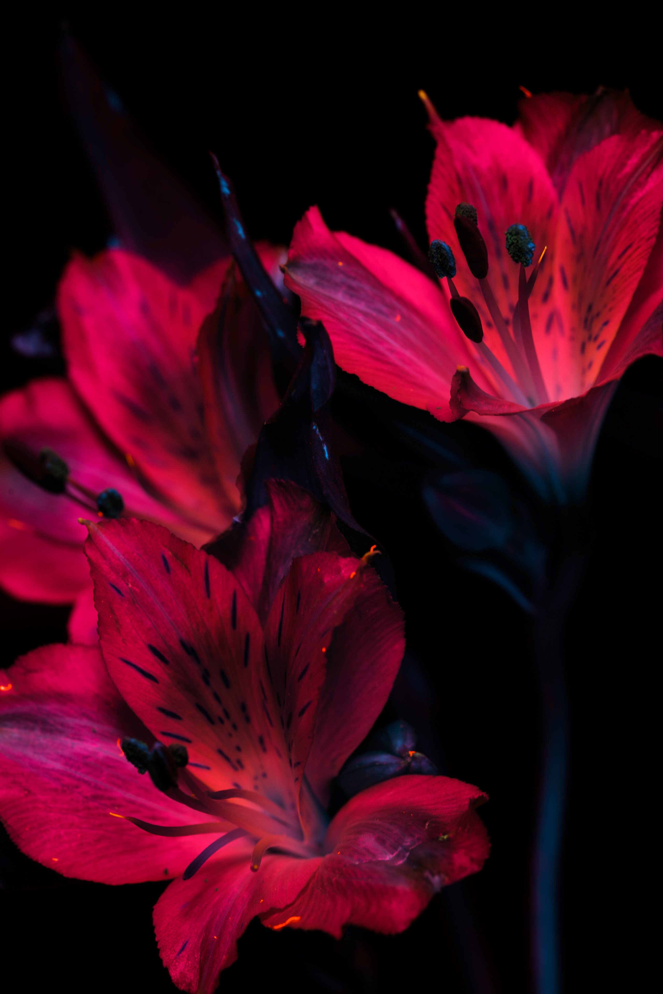 Macro — Макро