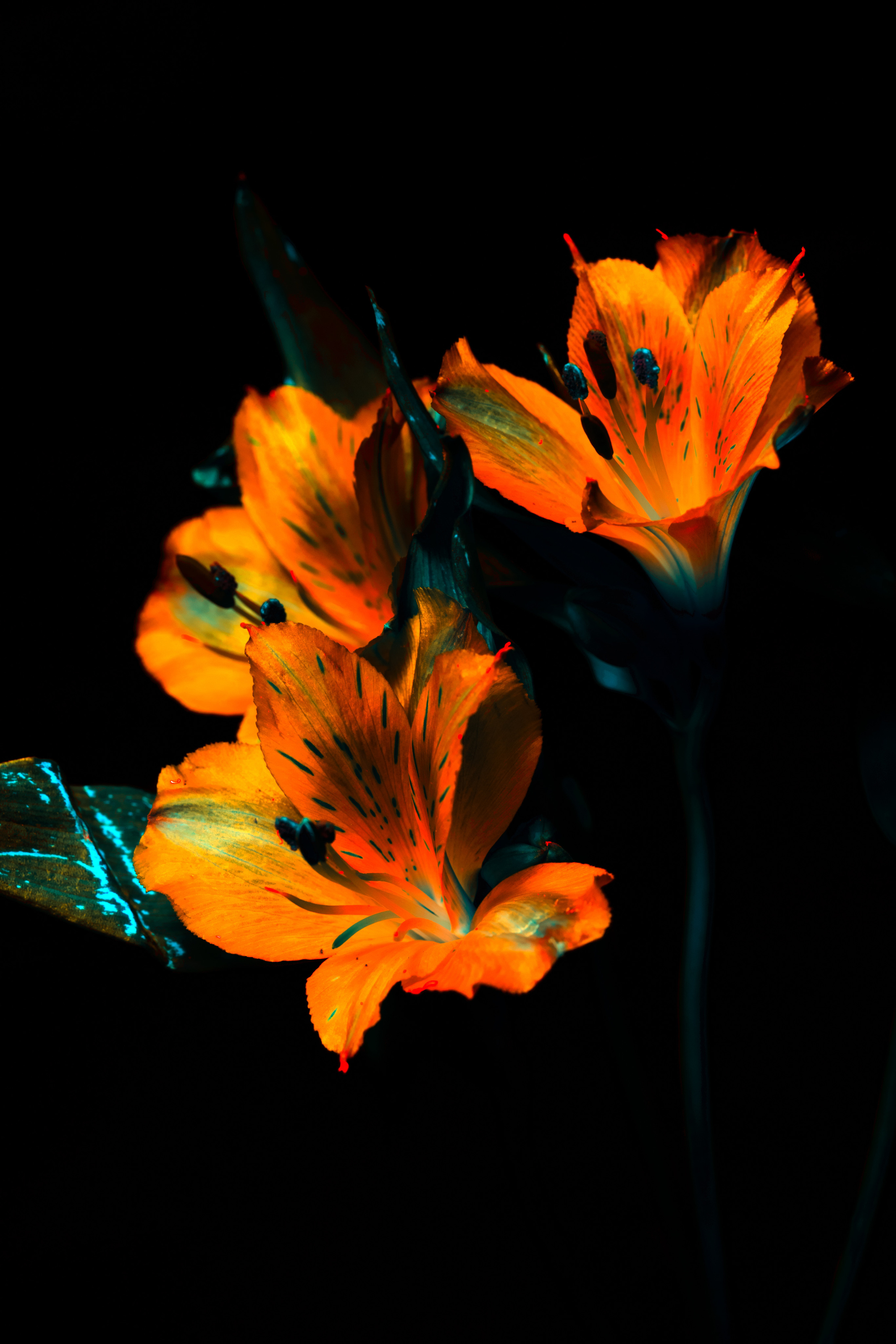 Macro — Макро