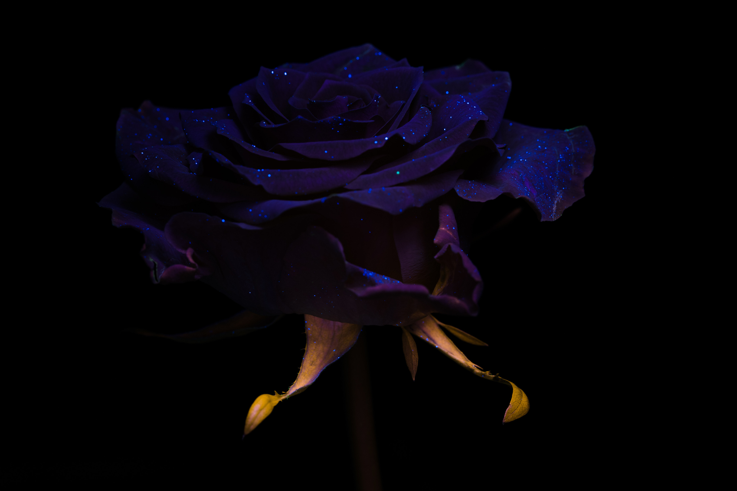 Macro — Макро