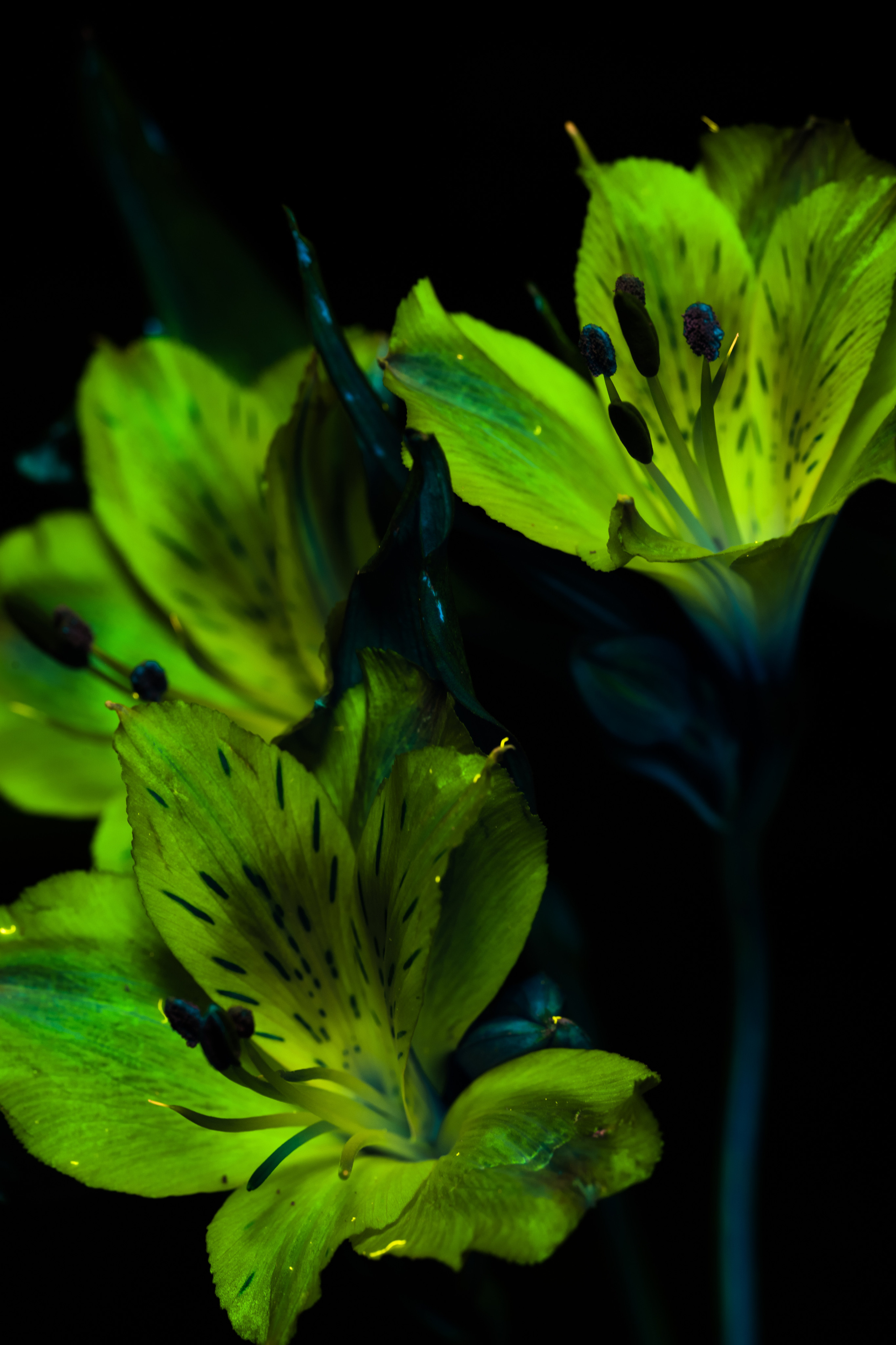 Macro — Макро