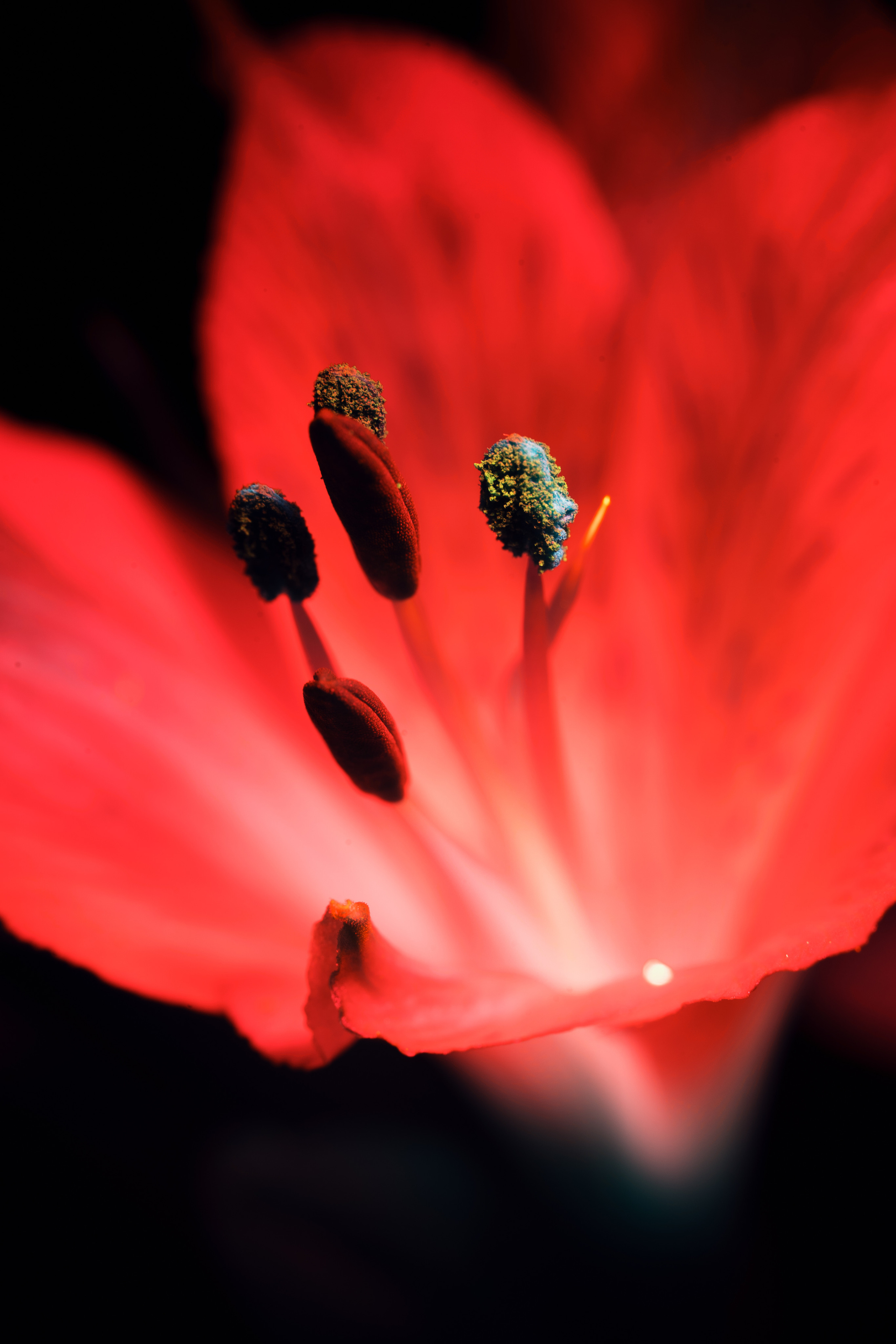 Macro — Макро